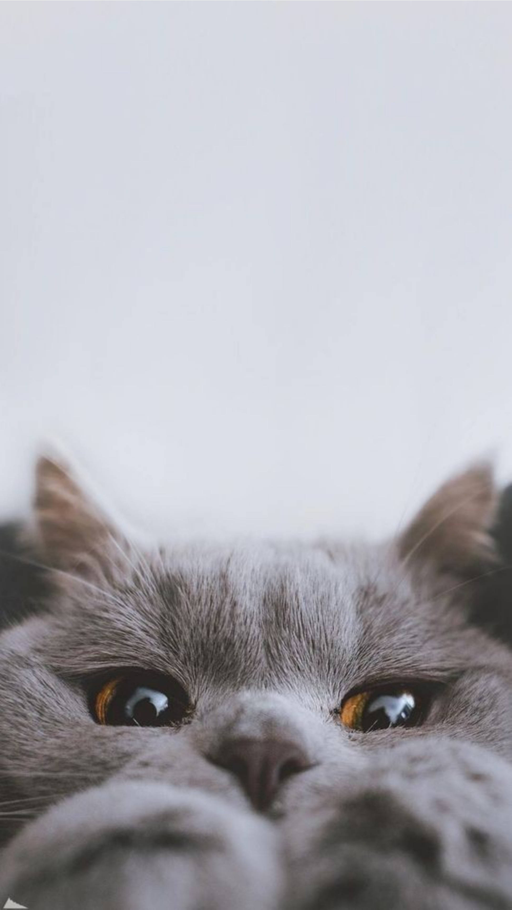 Sevimli Kedi Estetiği Saklambaç Duvar Kağıdı