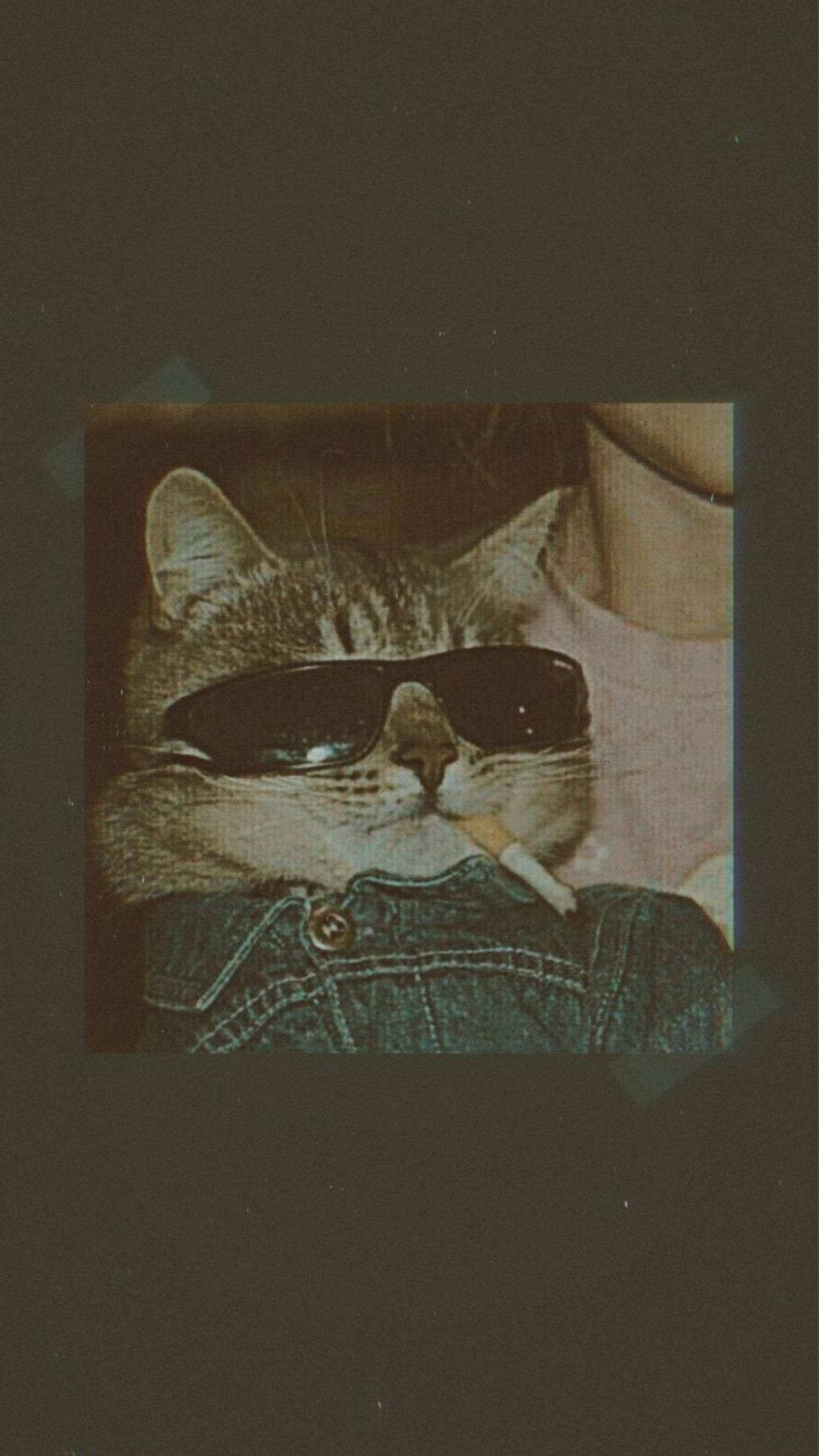 Sevimli Kedi Estetiği Sigaralı Duvar Kağıdı