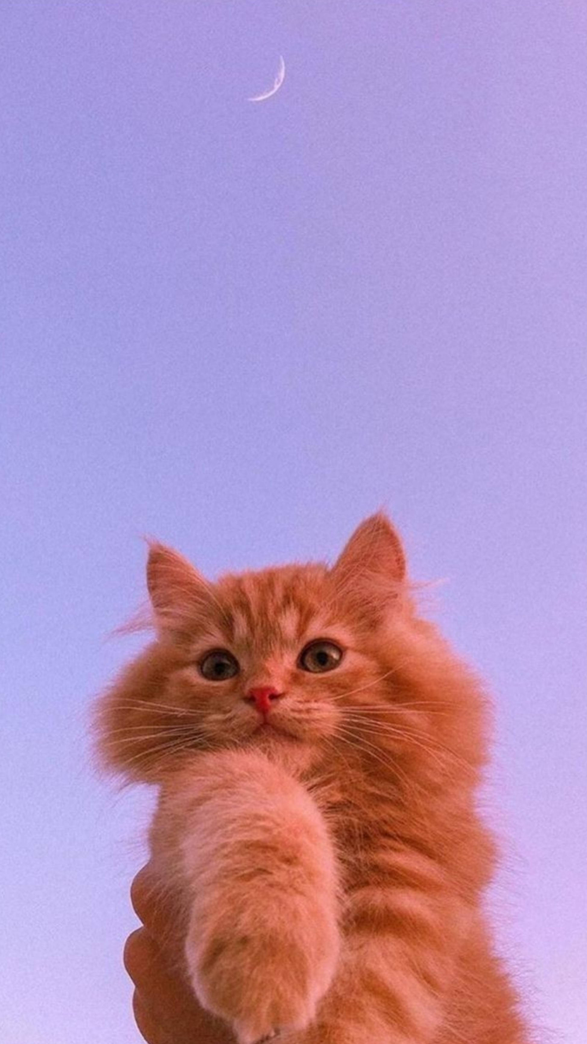 Sevimli Kedi Estetiği ve Hilal Ay Duvar Kağıdı