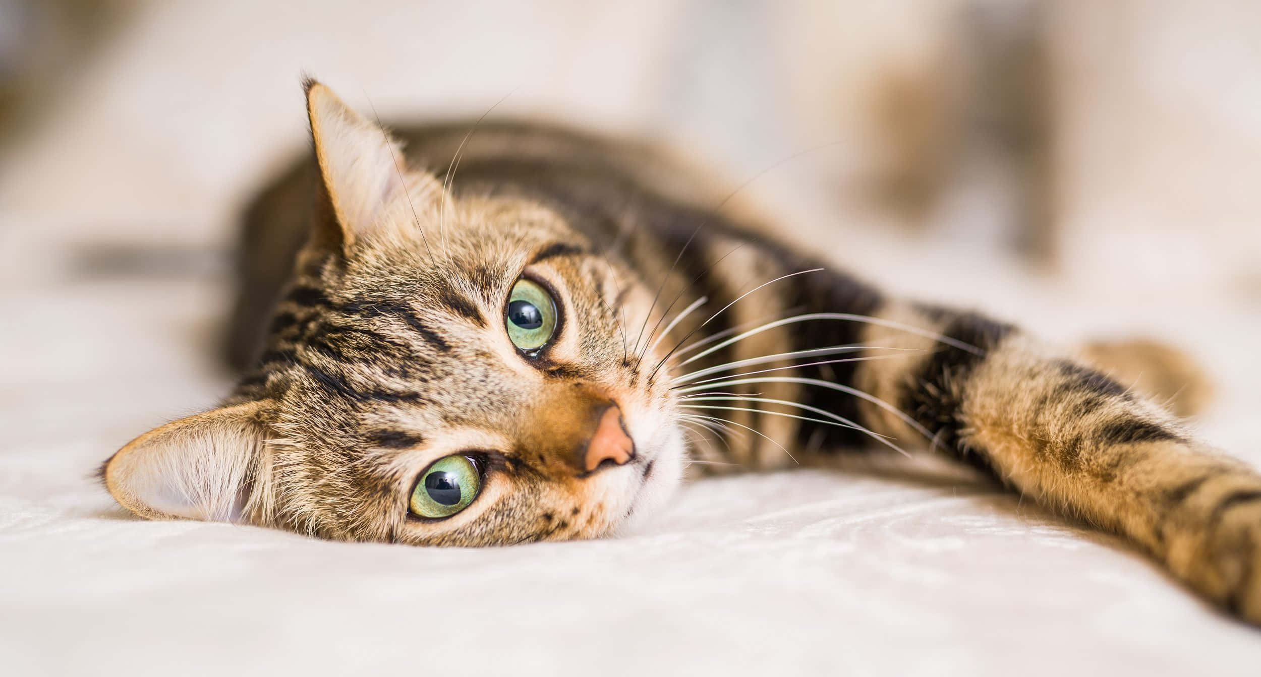 Sevimli Kedi Hayvan Resmi Duvar Kağıdı