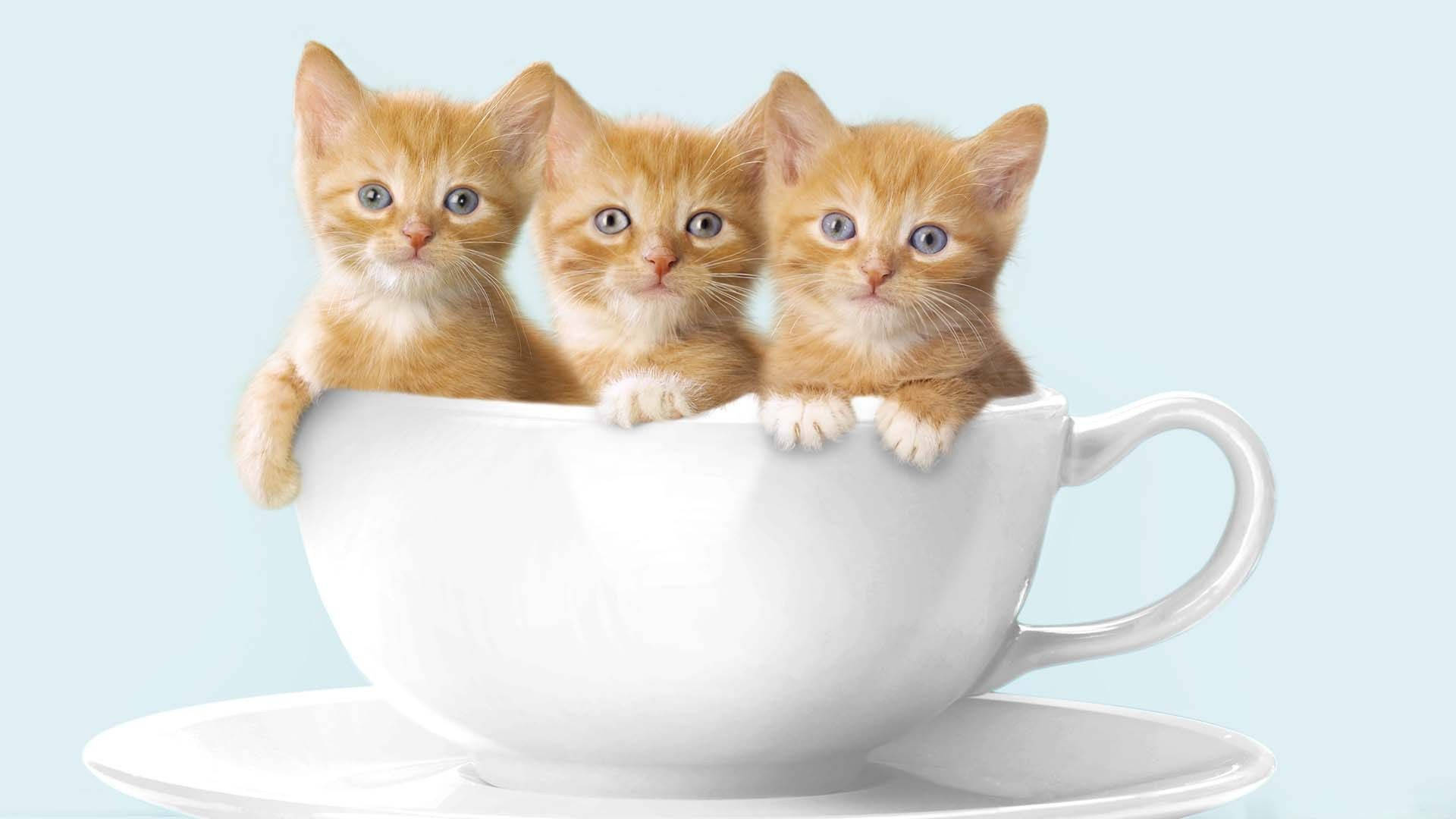 Sevimli Kedi Kahve Fincanında Kıvrılmış Duvar Kağıdı