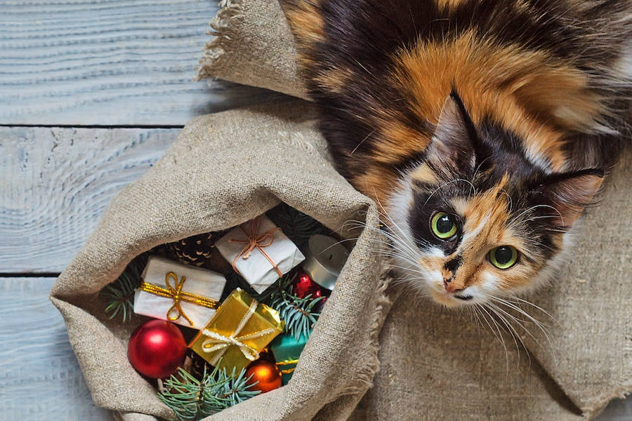 Sevimli Kedi Noel Hediyeleri Duvar Kağıdı