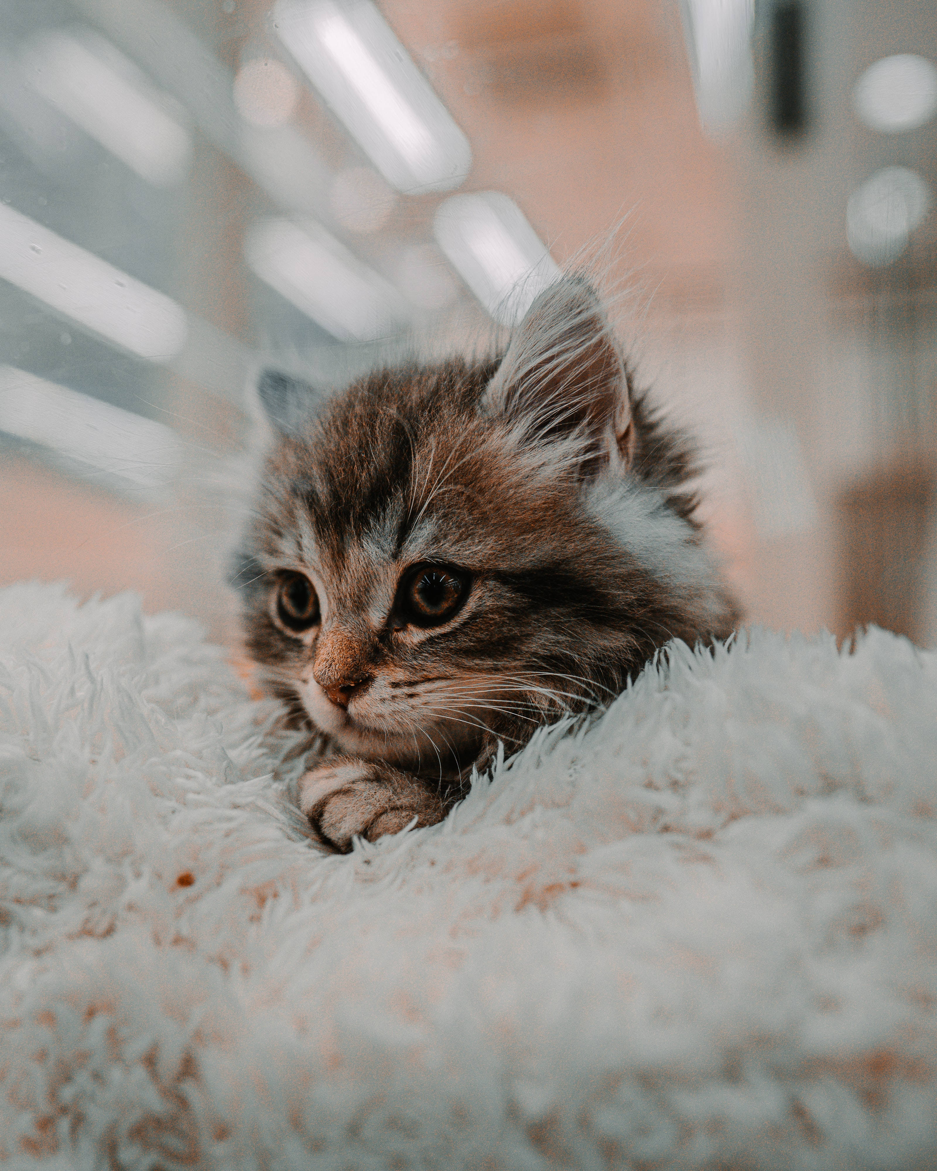 Sevimli Kedi Rahat Kürk Battaniye Duvar Kağıdı