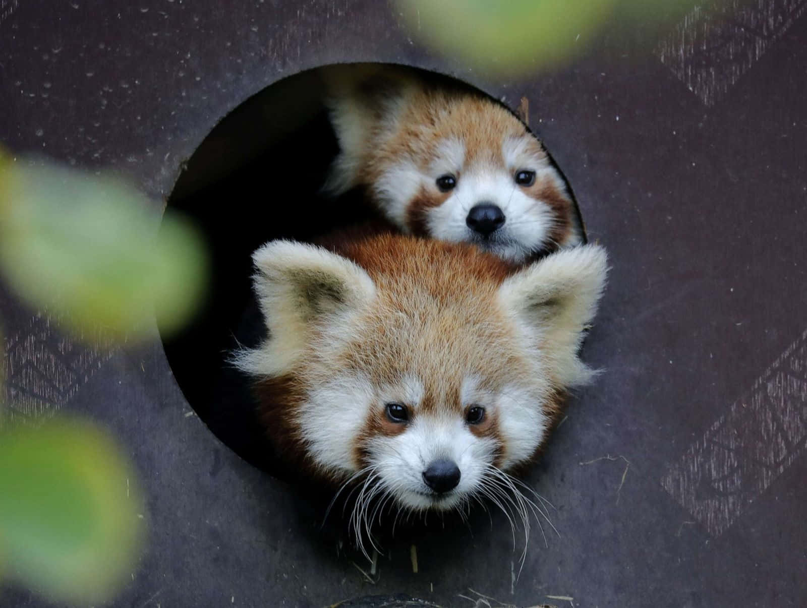 Sevimli Kırmızı Panda resimleri Duvar Kağıdı