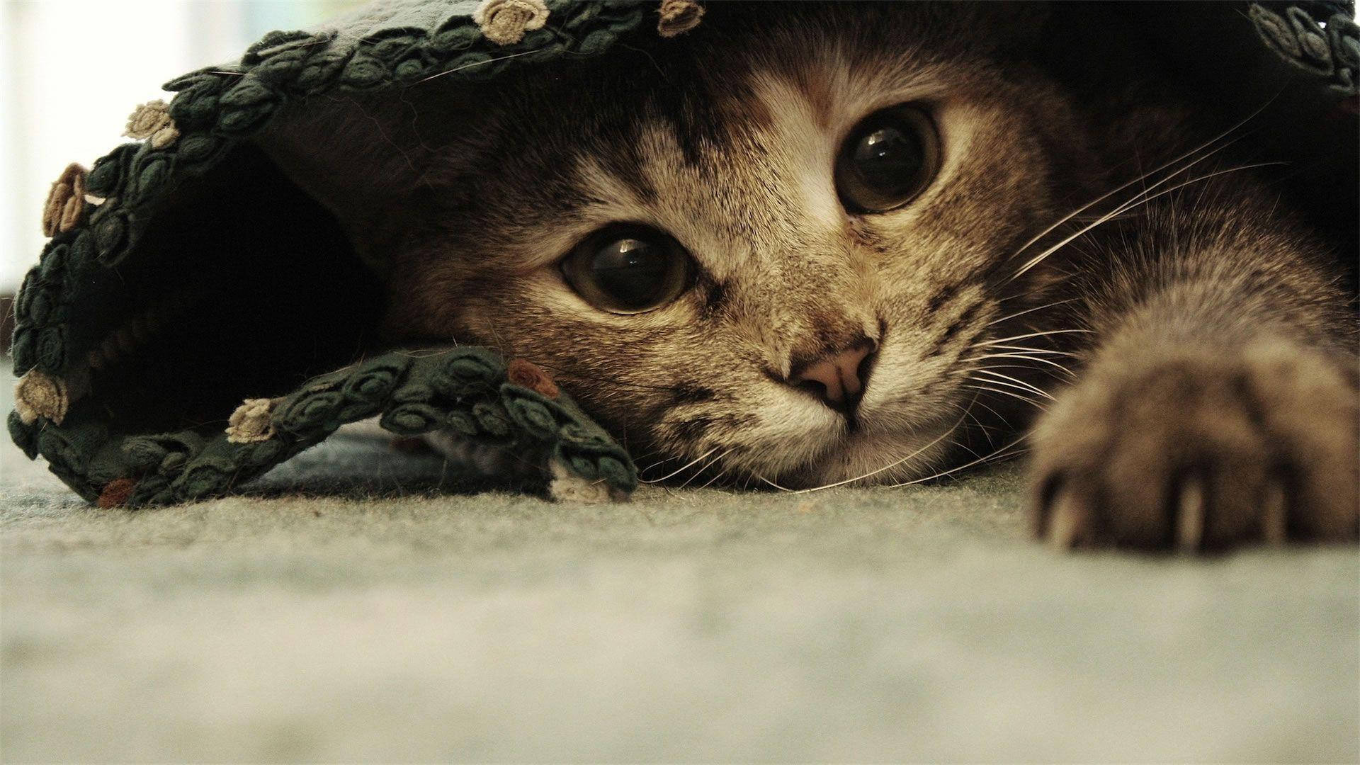 Sevimli Komik Kedi Çarşaf Altında Duvar Kağıdı