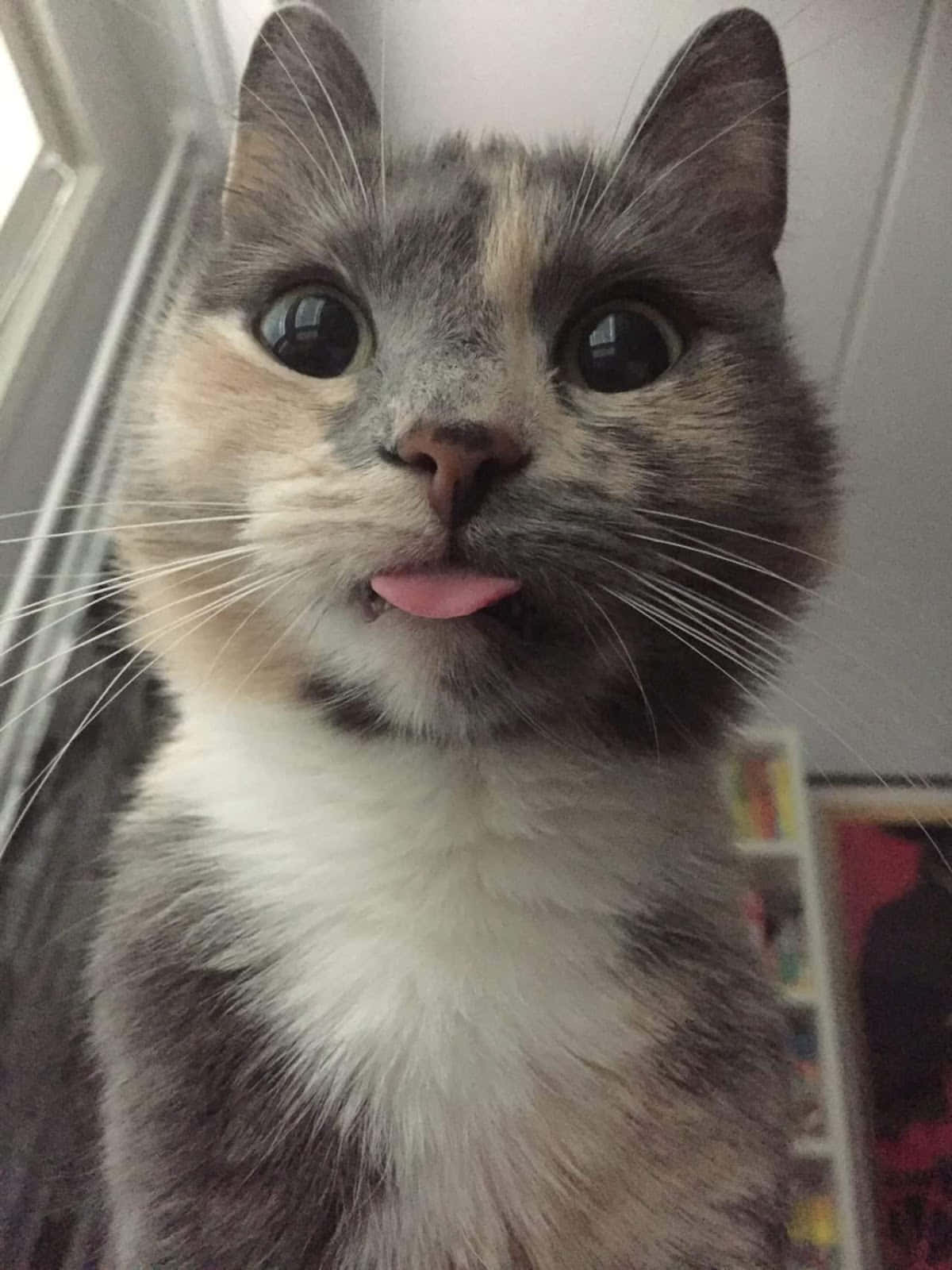 Sevimli Komik Kedi Küçük Dil Yakın Çekim Fotoğrafları Duvar Kağıdı
