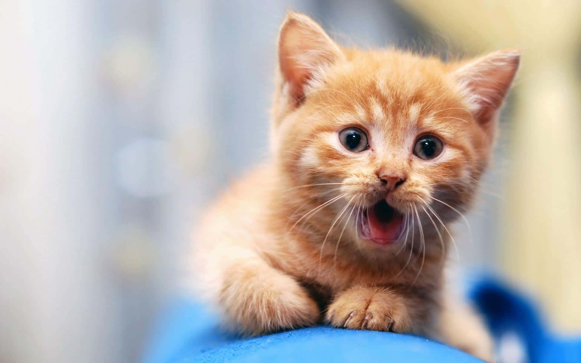 Sevimli Komik Kedi Kusma Ağız Açık Tepki Resimleri Duvar Kağıdı