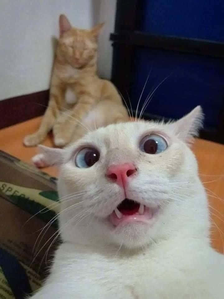 Sevimli Komik Kedi Şaşırmış Yüz Selfie Fotoğrafları Duvar Kağıdı