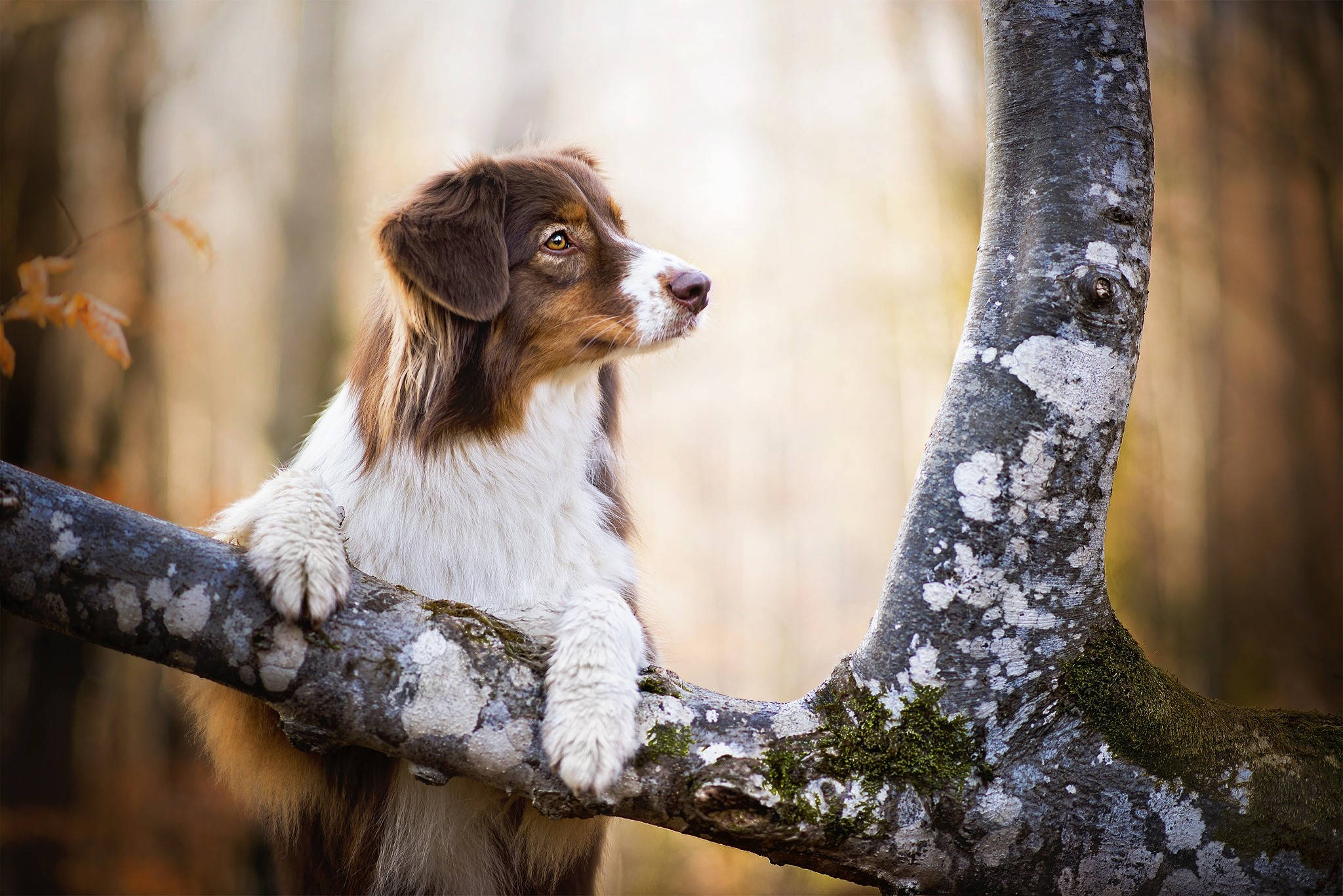Sevimli Köpek Ağaca Tırmanıyor Duvar Kağıdı