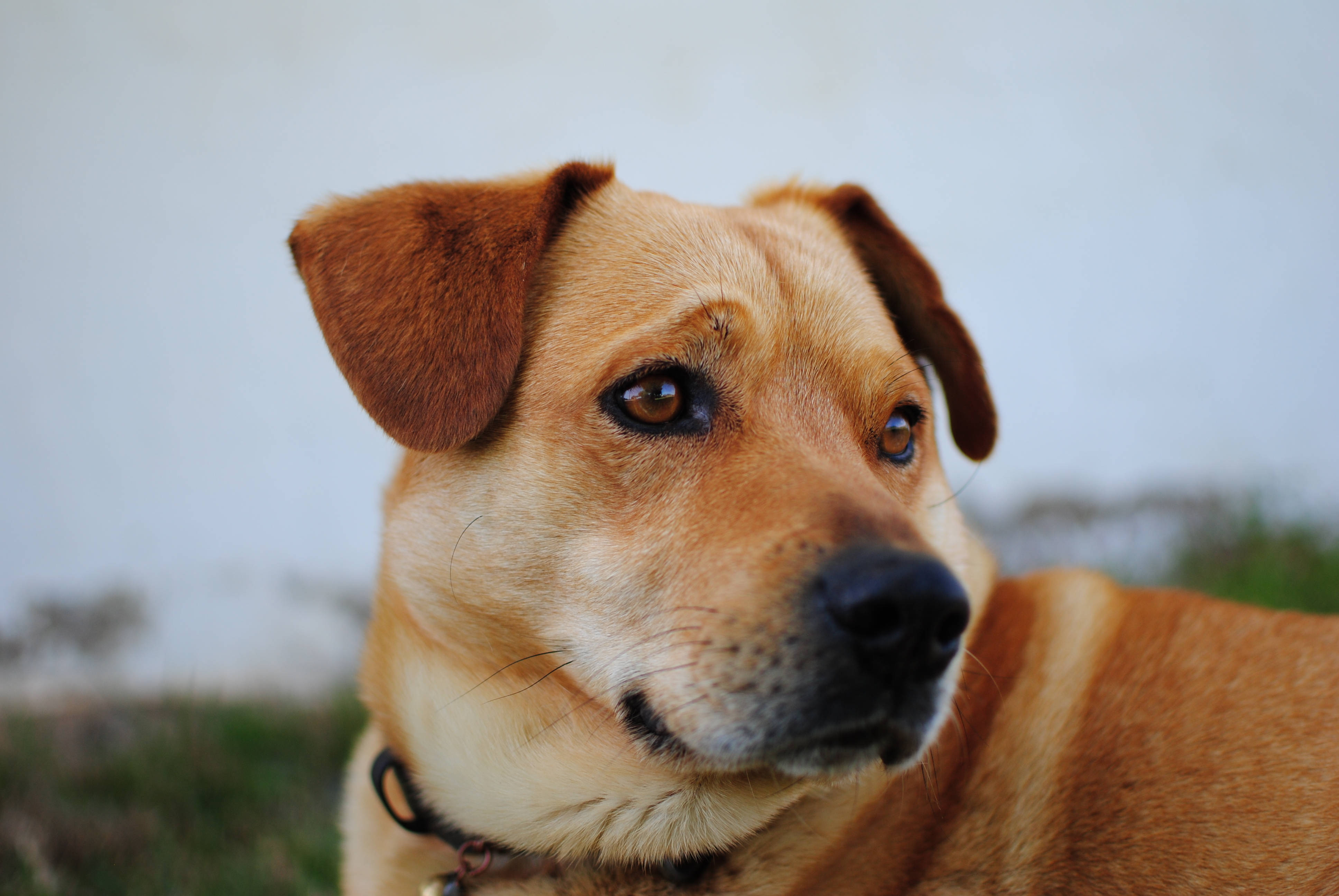 Sevimli Köpek Avusturya Pinscher Duvar Kağıdı