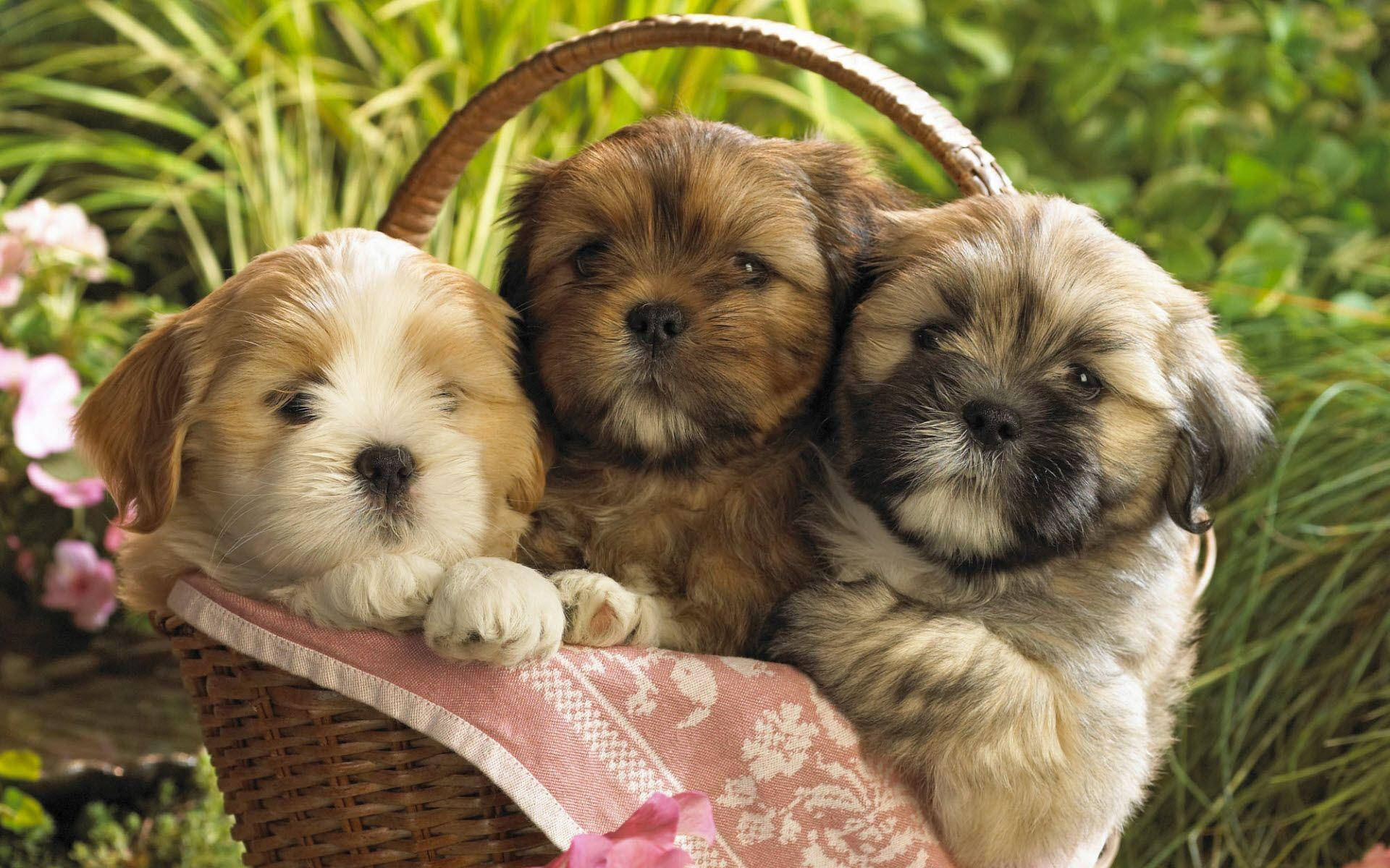 Sevimli Köpek Bahçede Dinleniyor Duvar Kağıdı