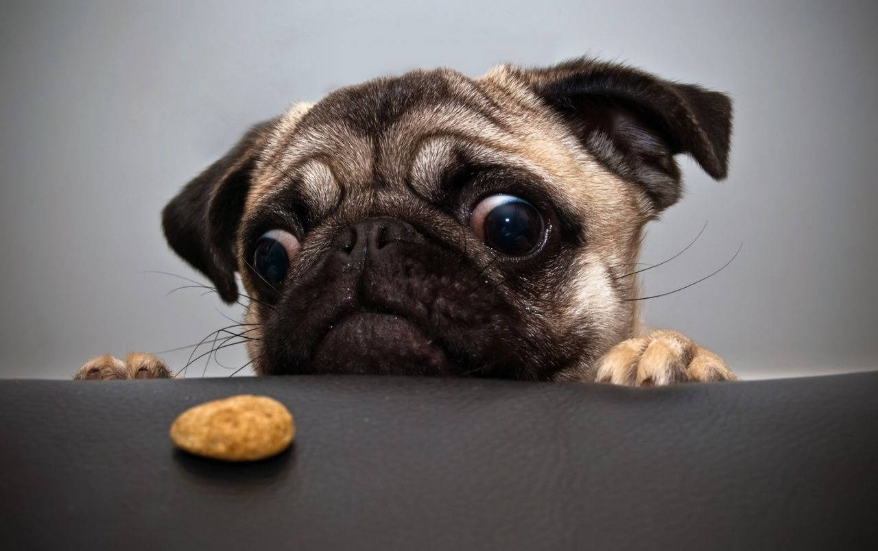 Sevimli Köpek Ceviz Kabuğuna Bakıyor Duvar Kağıdı