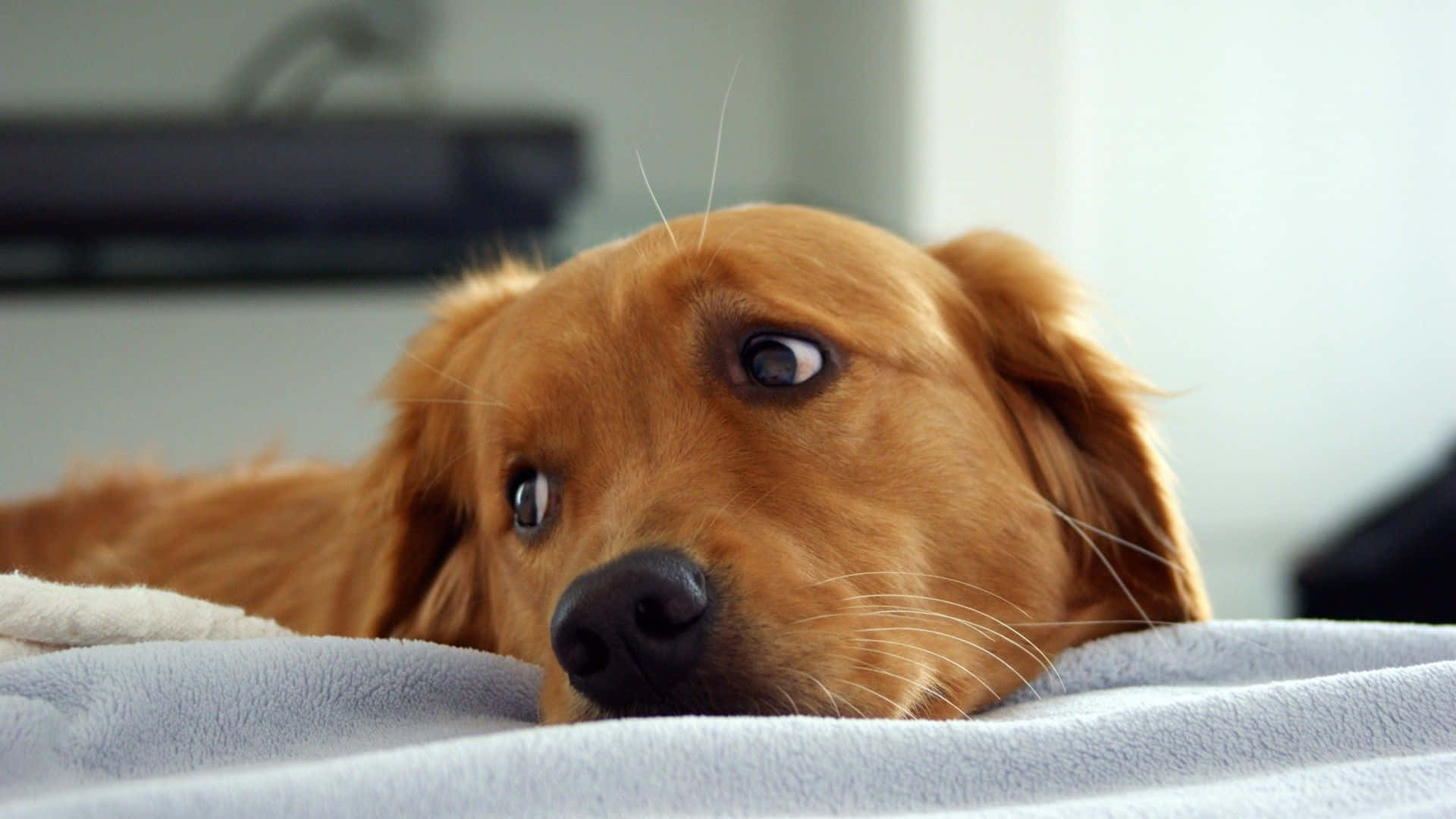 Sevimli Köpek Çimlerde Dinleniyor Duvar Kağıdı