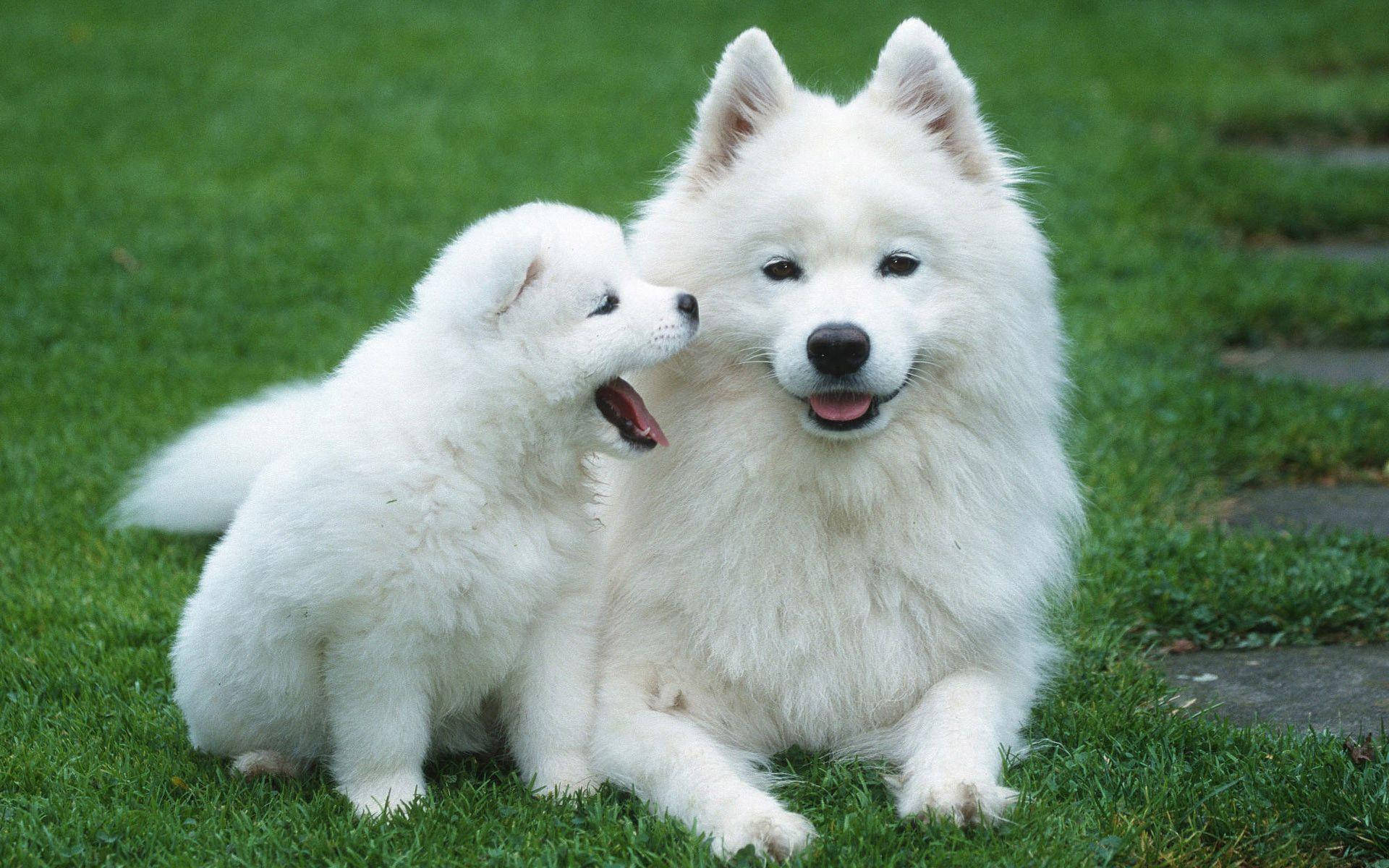 Sevimli Köpek Çimlerde Uzanıyor Duvar Kağıdı