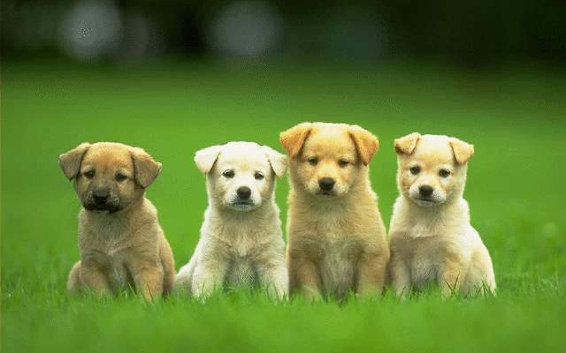 Sevimli Köpek Doğada Dinleniyor Duvar Kağıdı