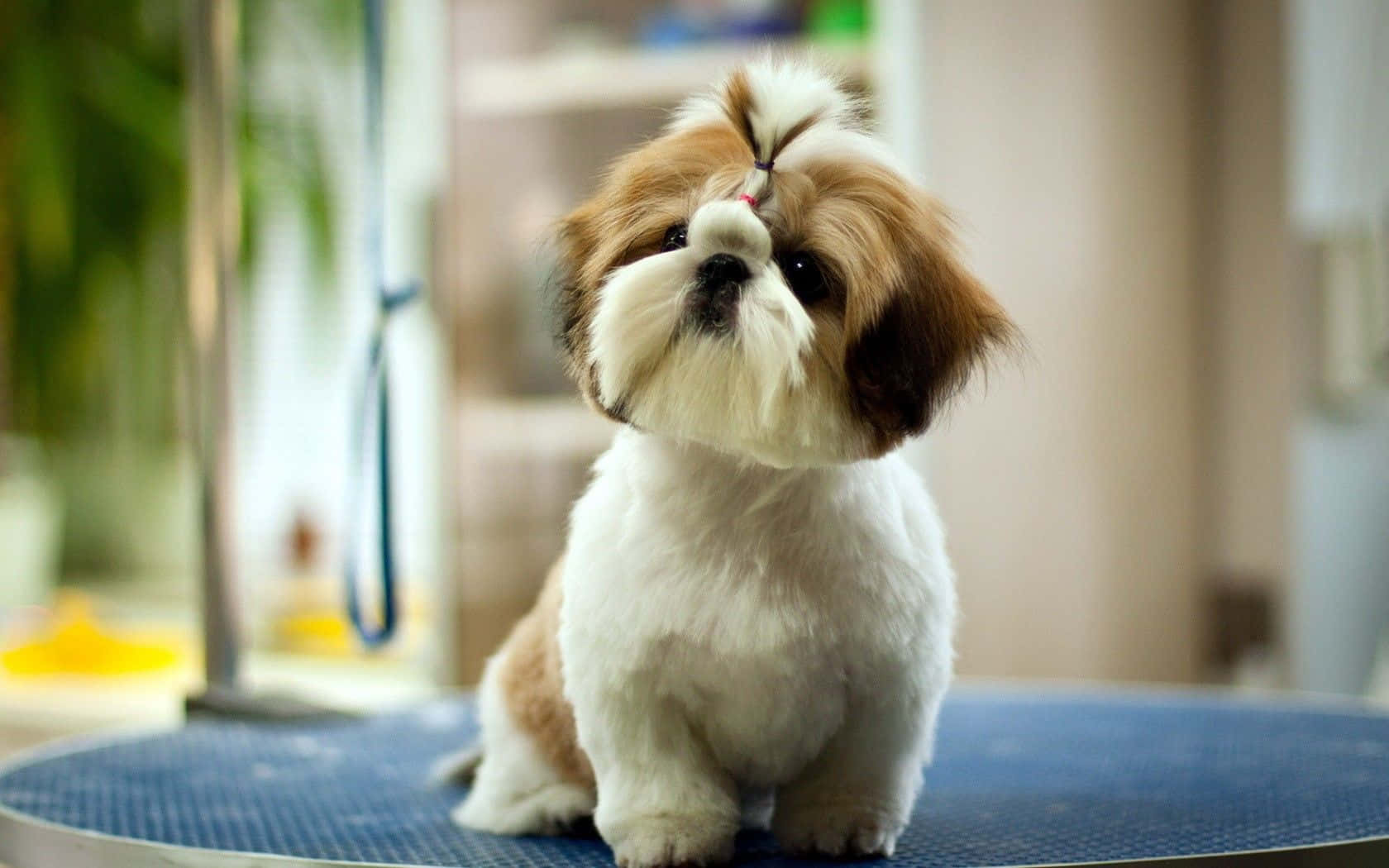 Sevimli Köpek Dışarıda Poz Veriyor Duvar Kağıdı