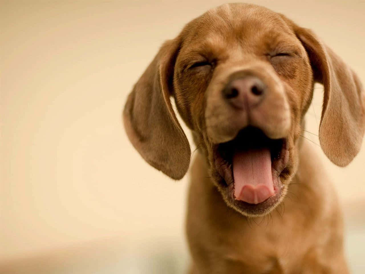 Sevimli Köpek Evde Keyif Yapıyor Duvar Kağıdı