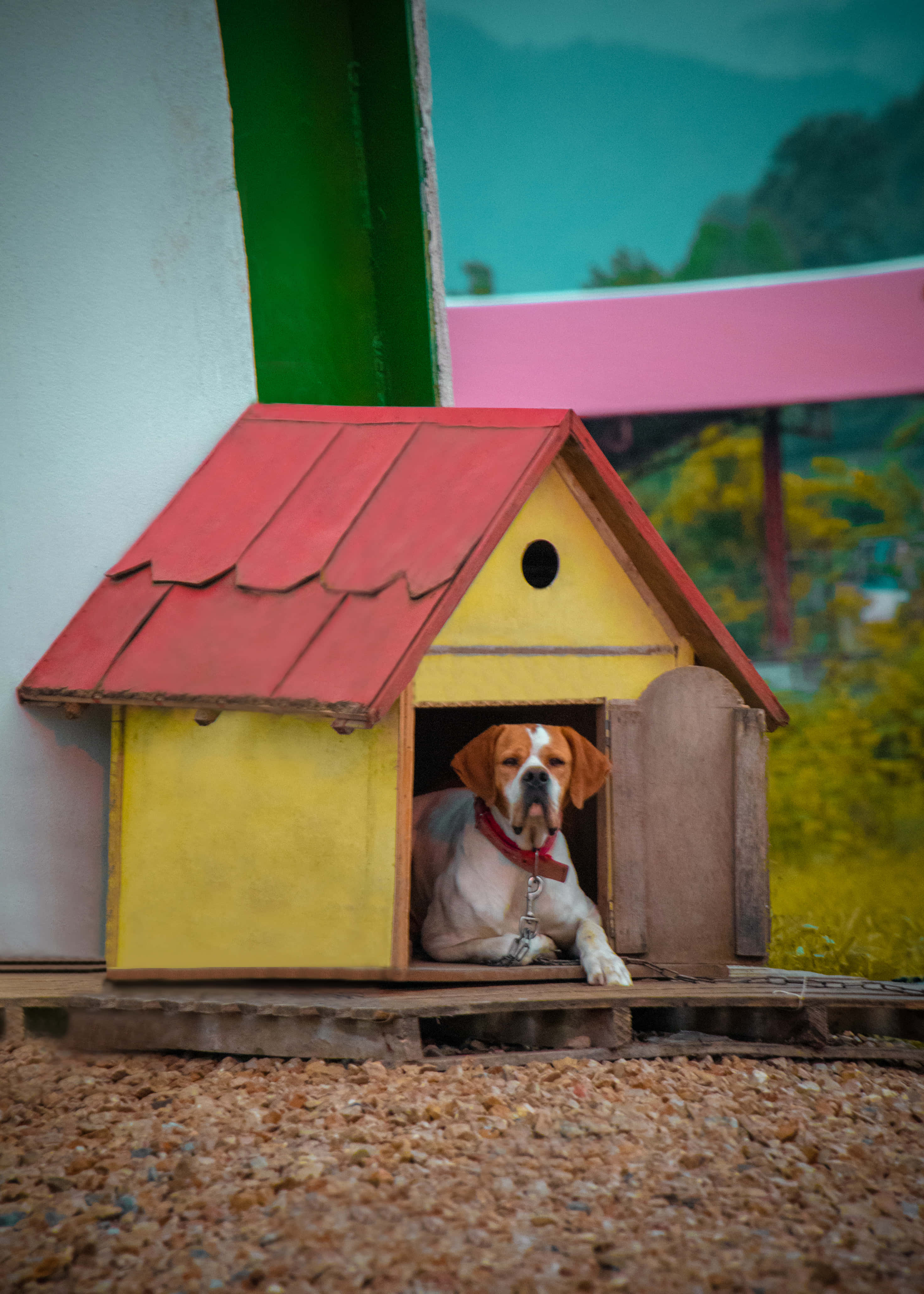 Sevimli Köpek Evi Resimleri Duvar Kağıdı