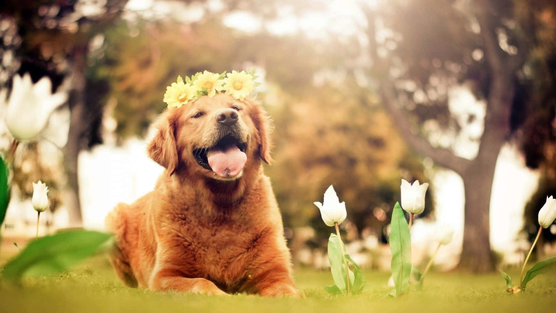 Sevimli Köpek Güneşli Bir Günde Keyif Yapıyor Duvar Kağıdı