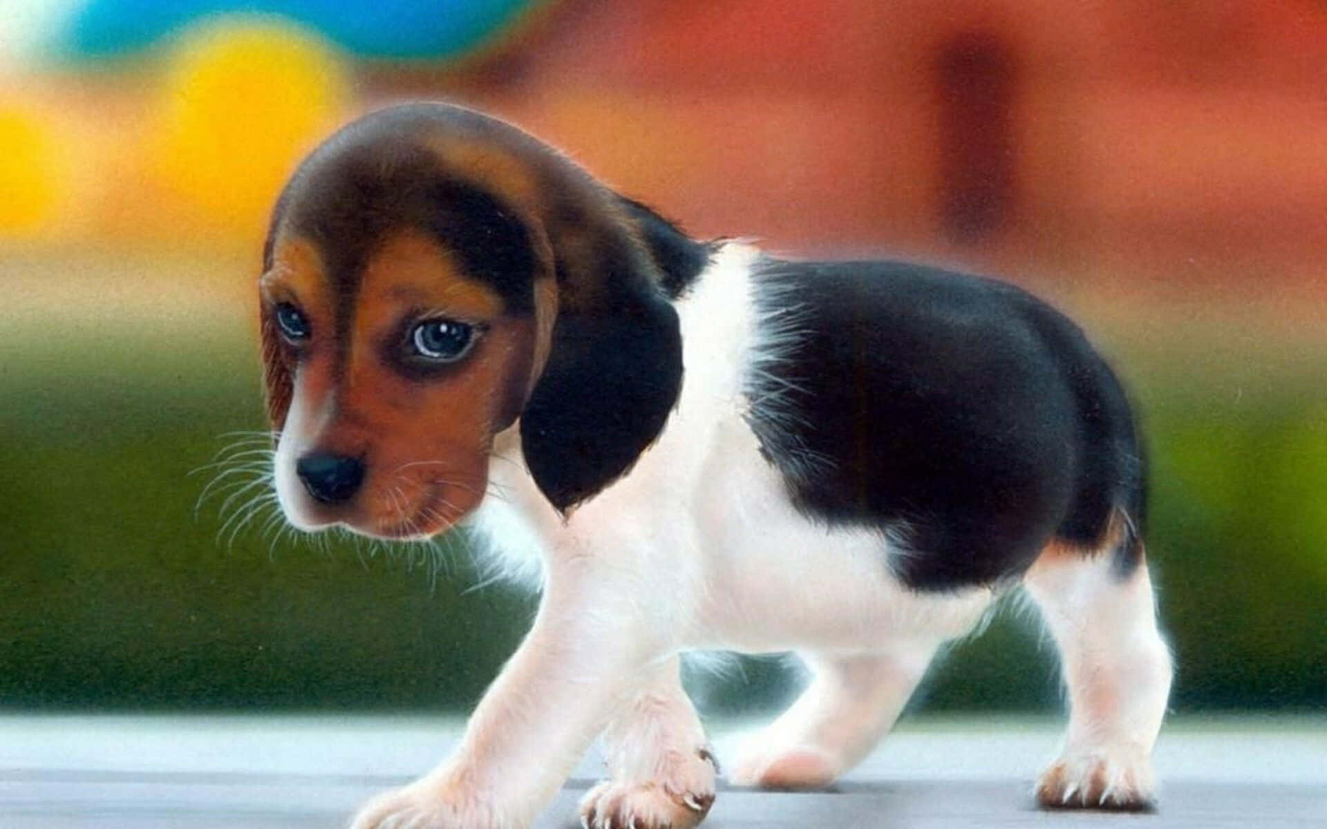 Sevimli Köpek Güneşli Bir Günde Poz Veriyor Duvar Kağıdı