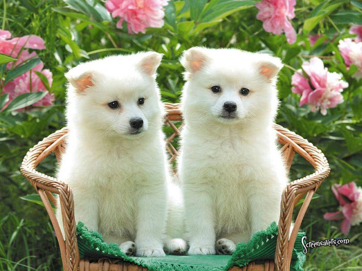 Sevimli Köpek Güneşli Bir Günün Tadını Çıkarıyor Duvar Kağıdı