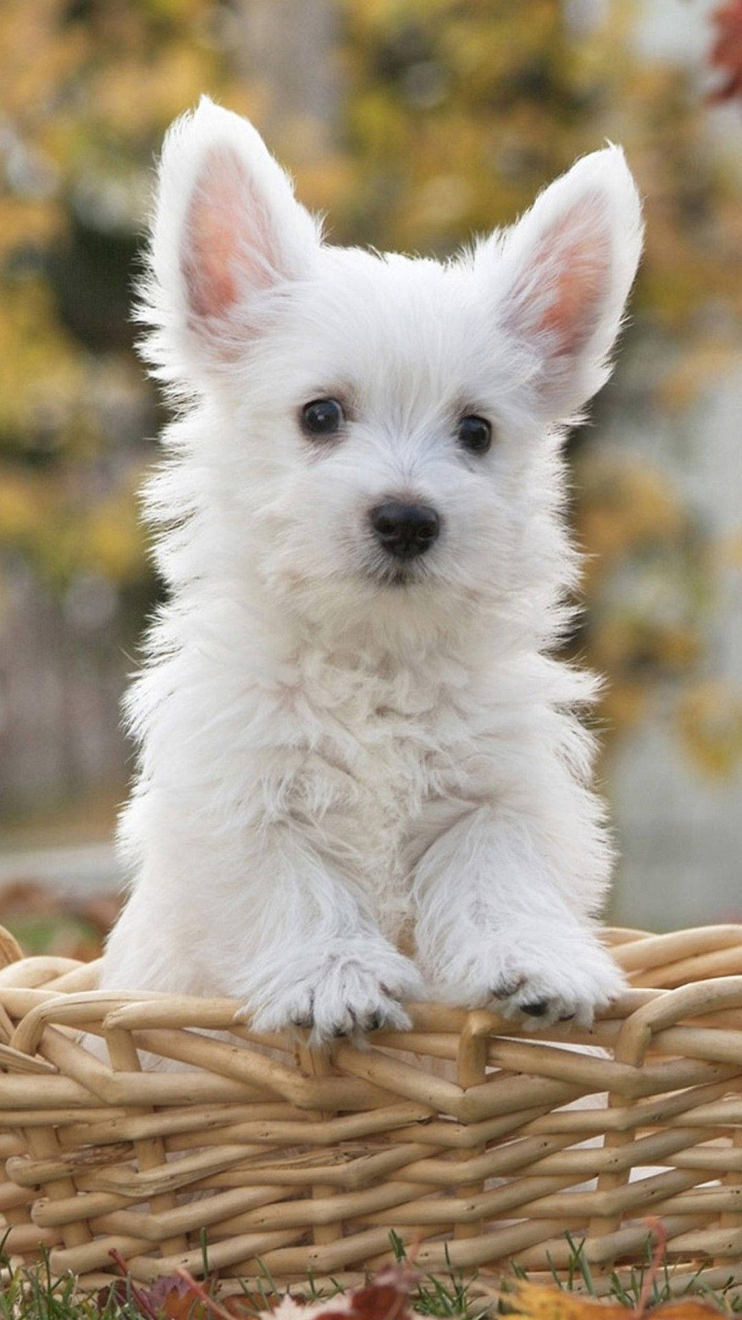 Sevimli Köpek Hasır Sepette Duvar Kağıdı