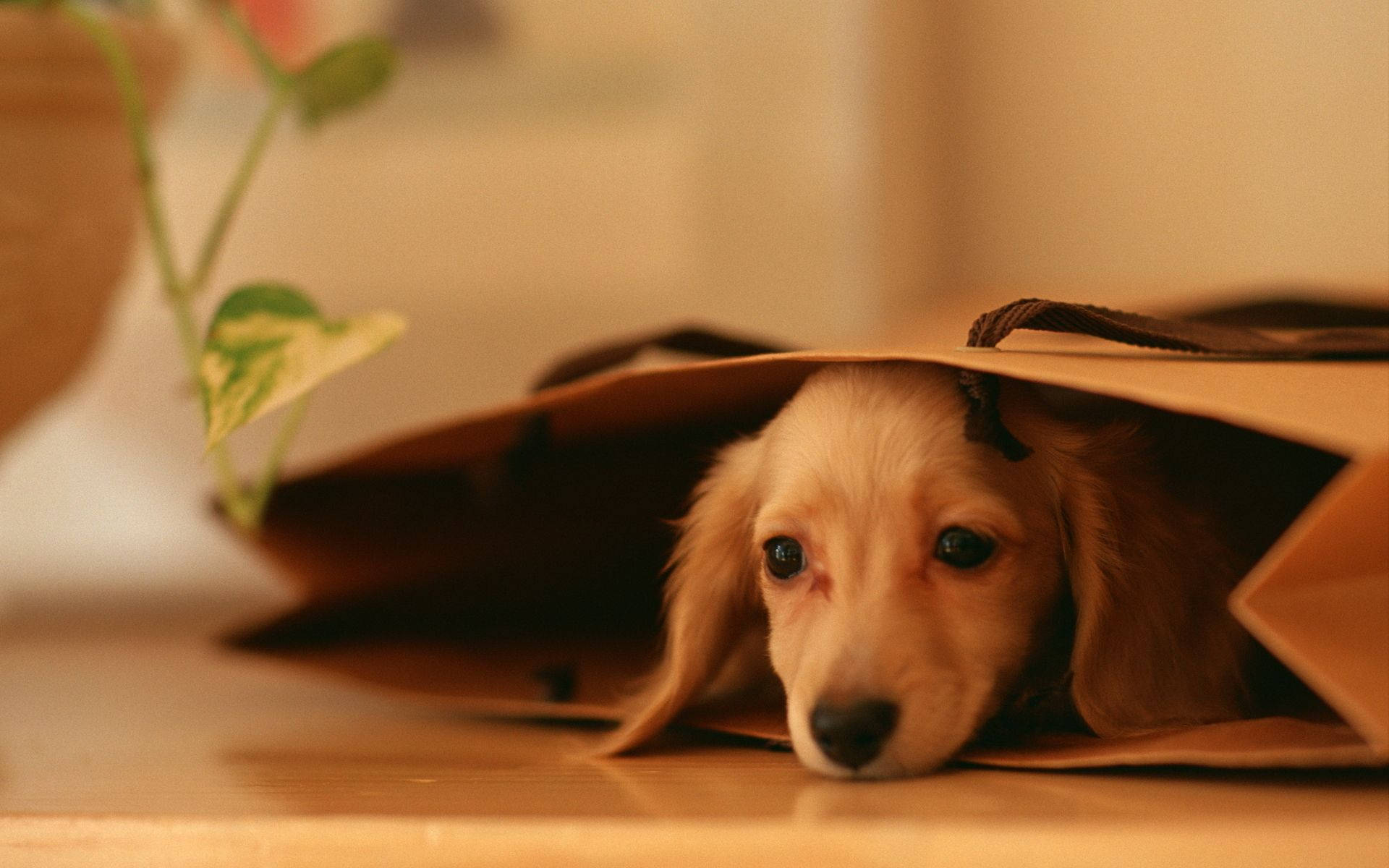 Sevimli Köpek Kahverengi Çantanın İçinde Duvar Kağıdı
