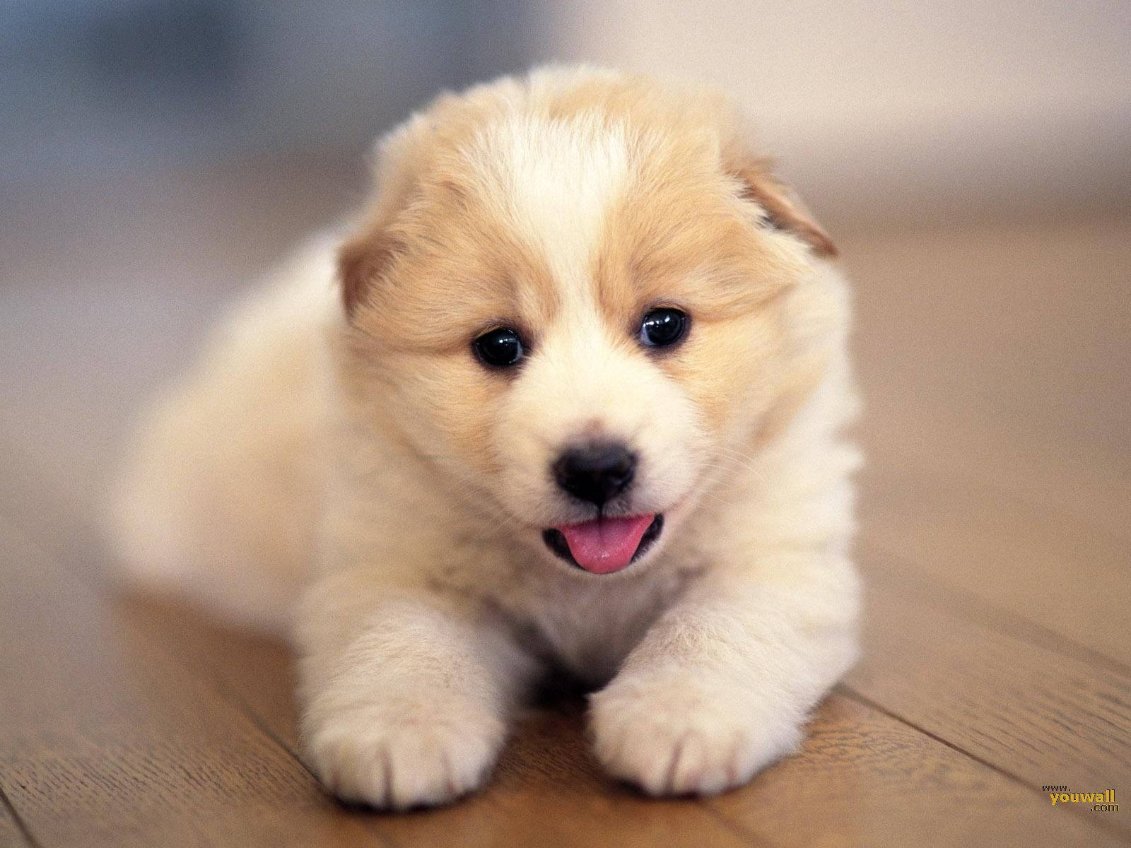 Sevimli Köpek Küçük Dil Çıkarmış Duvar Kağıdı
