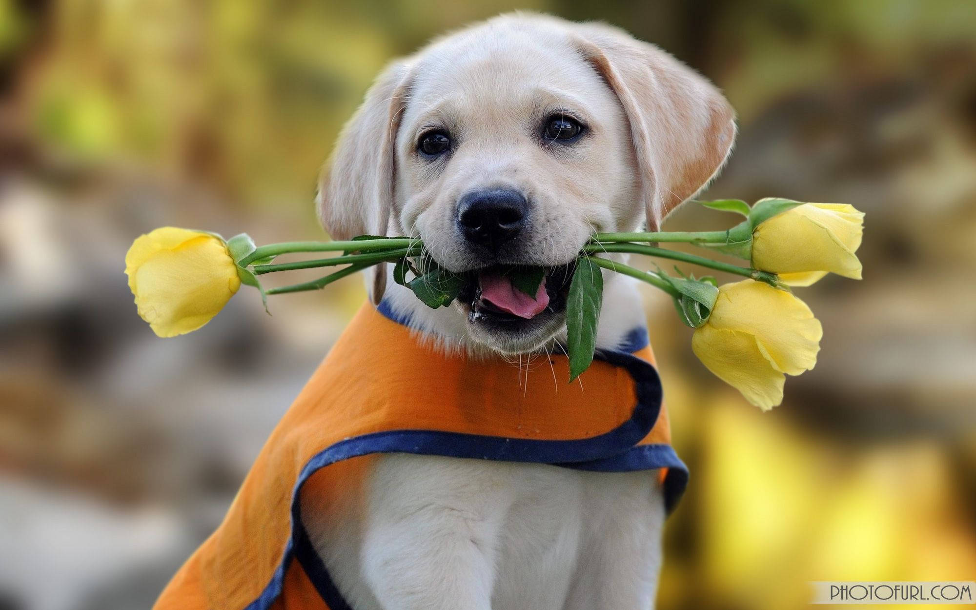 Sevimli Köpek Lale Isırıyor Duvar Kağıdı