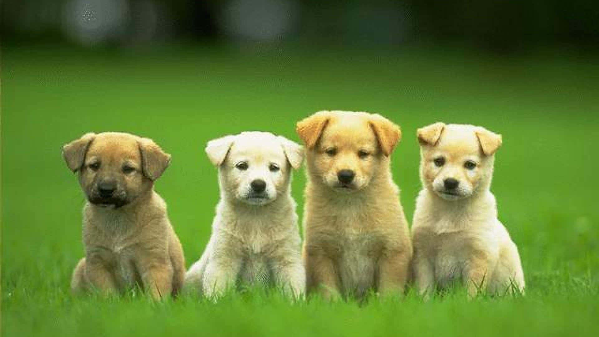 Sevimli Köpek Mutlu Bir Şekilde Uzanıyor Duvar Kağıdı