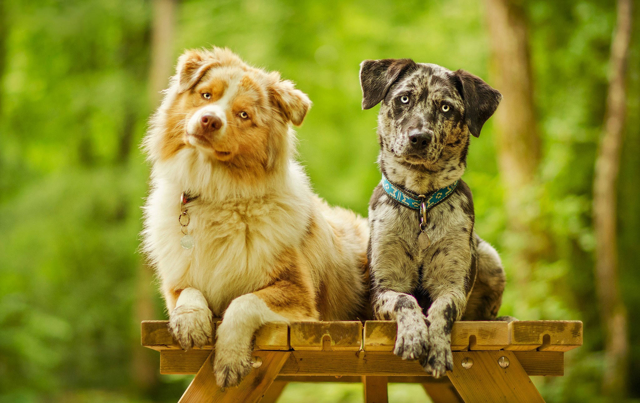 Sevimli Köpek Piknik Masasında Duvar Kağıdı