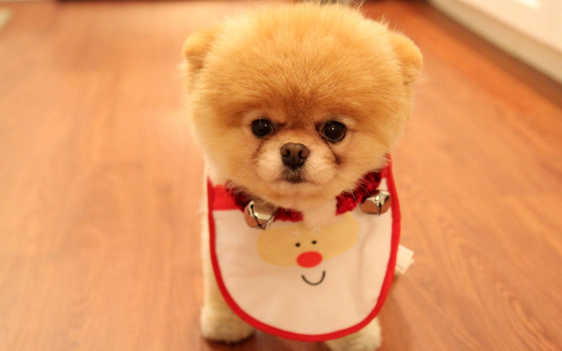 Sevimli Köpek Pomeranya Noel Baba Önlüğü Duvar Kağıdı