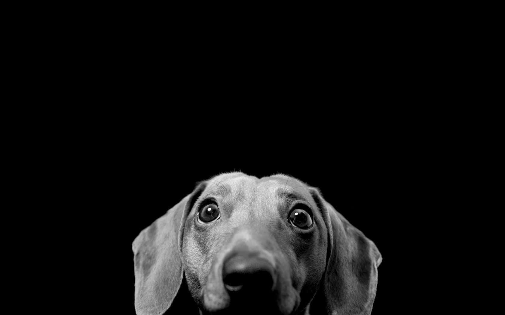 Sevimli Köpek Rahat Bir Kanepede Uzanıyor Duvar Kağıdı