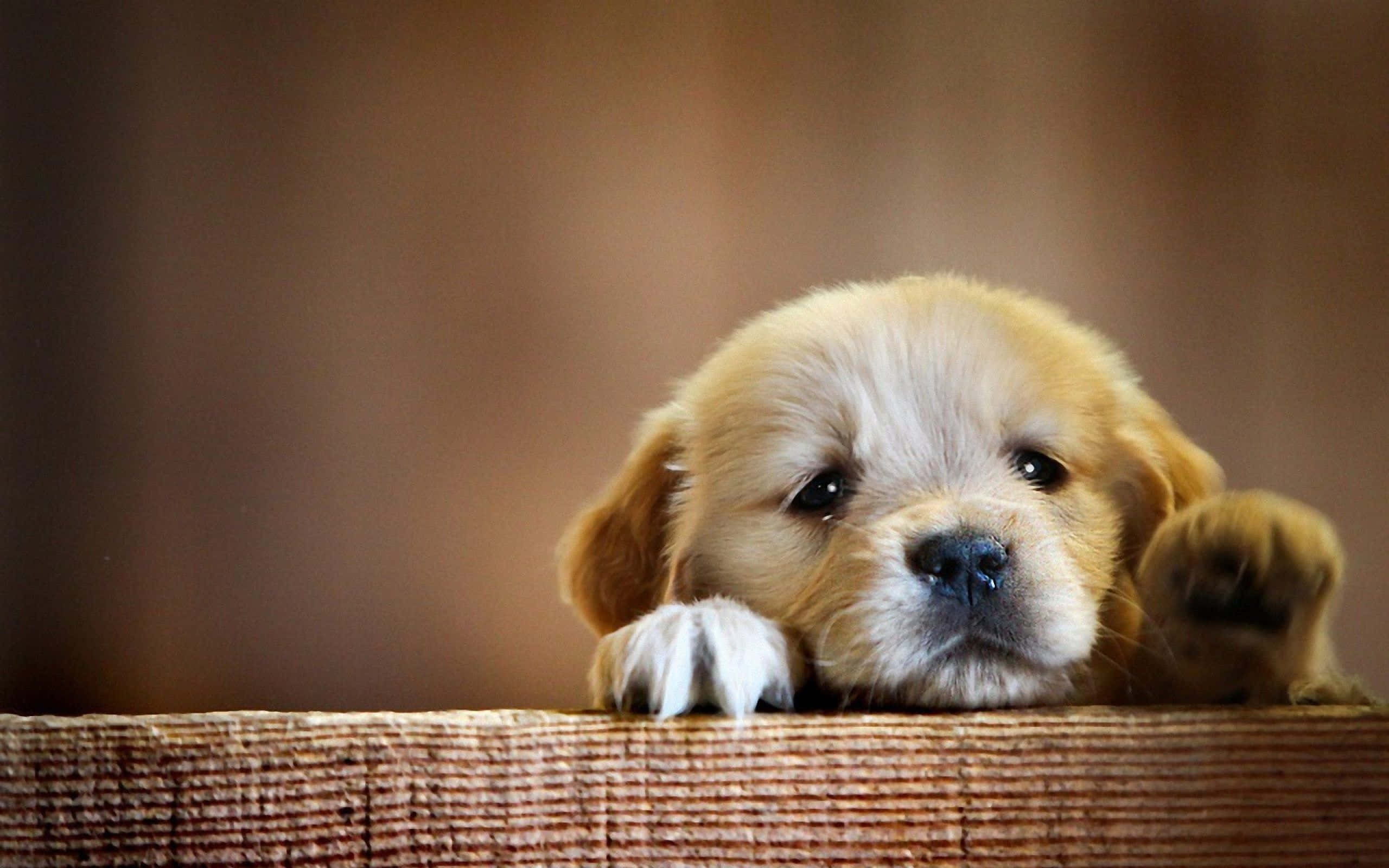 Sevimli Köpek Yavrusu Yüzü Fotoğrafı Duvar Kağıdı