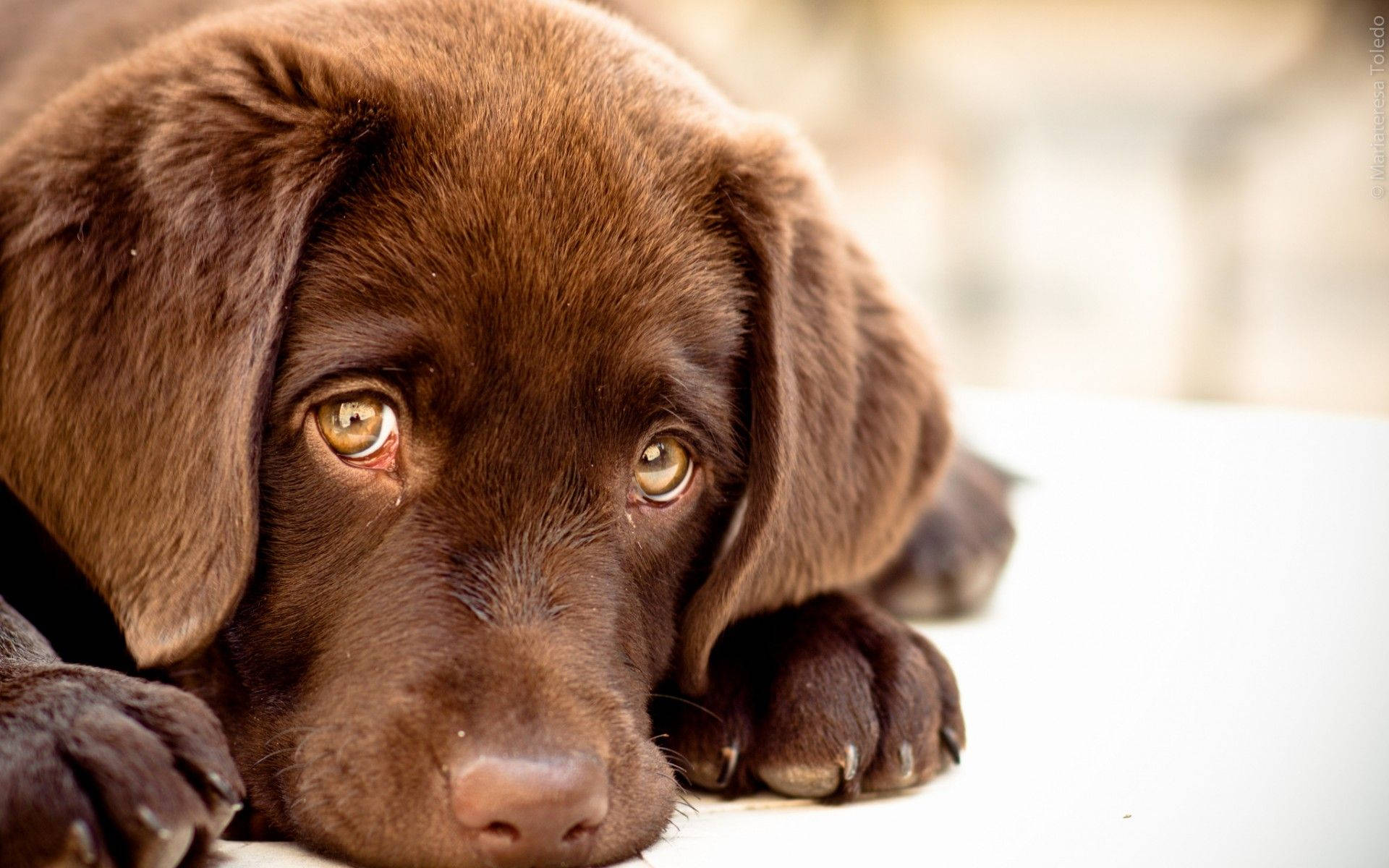 Sevimli Köpek Yavru Gözleri Duvar Kağıdı