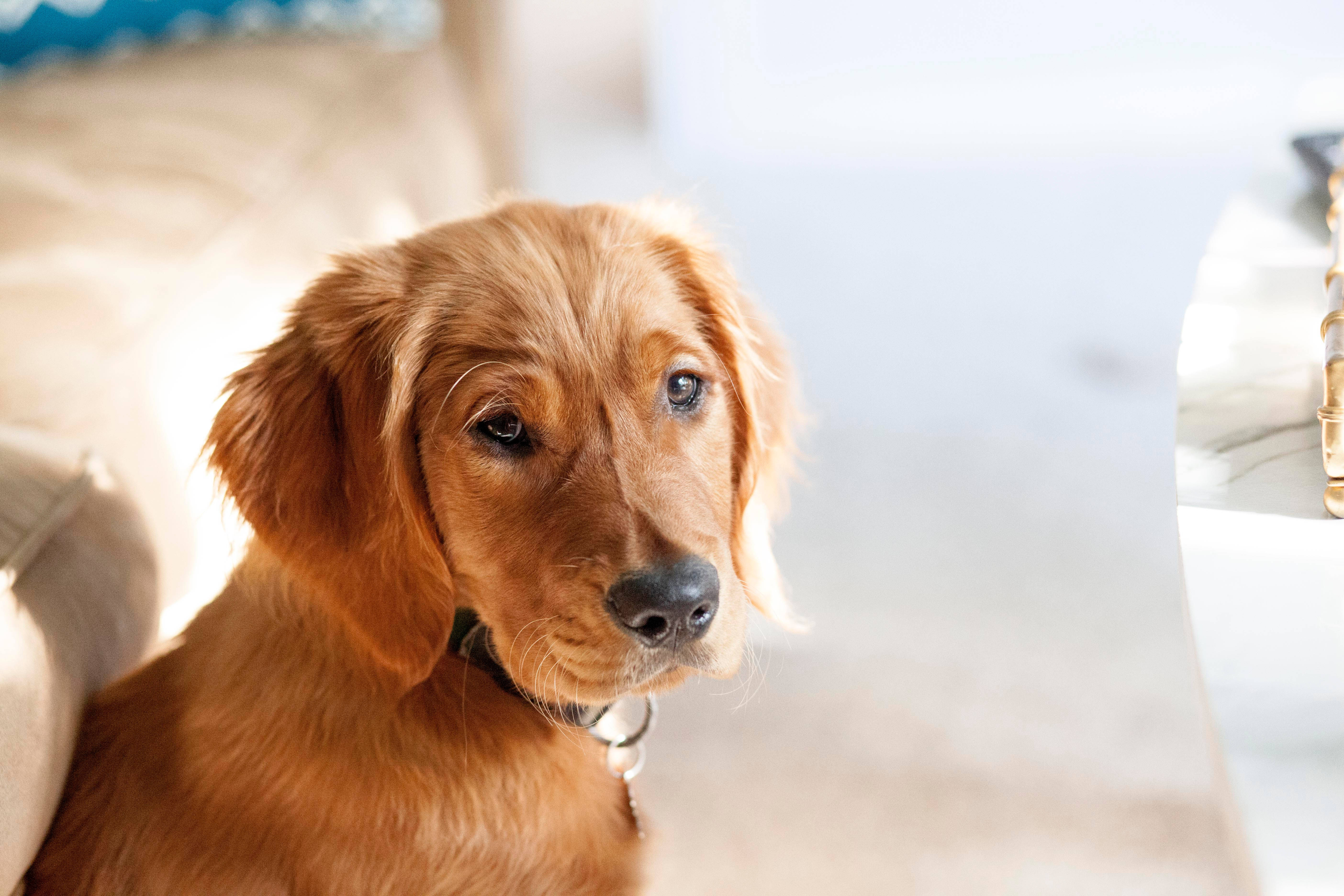 Sevimli Köpek Yerde Duvar Kağıdı