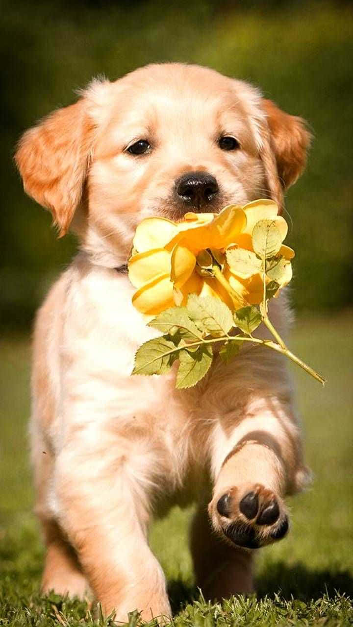 Sevimli Küçük Köpek Duvar Kağıdı