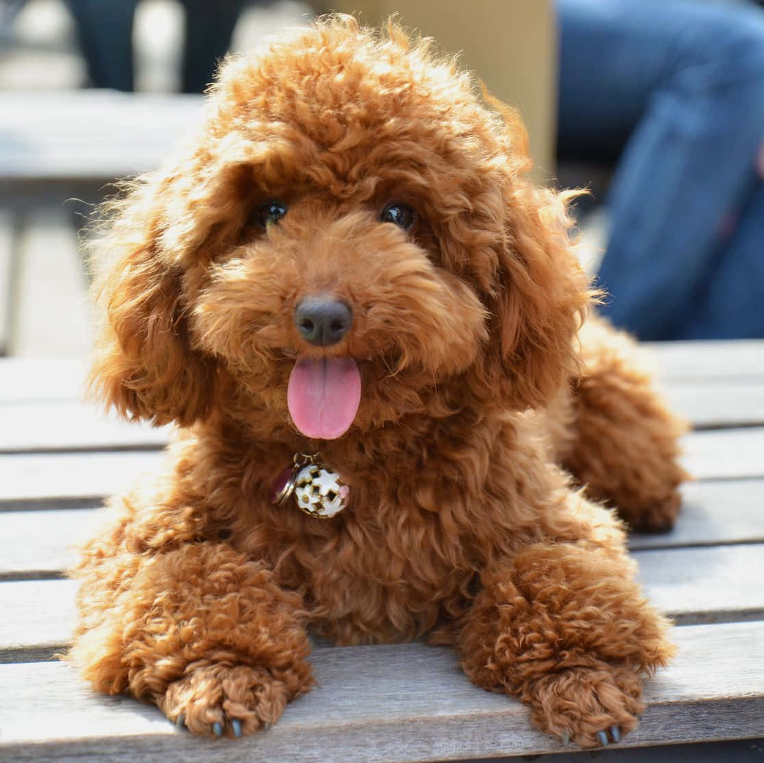 Sevimli Küçük Köpekler Eğlenceli Bir Şekilde Poz Veriyor Duvar Kağıdı