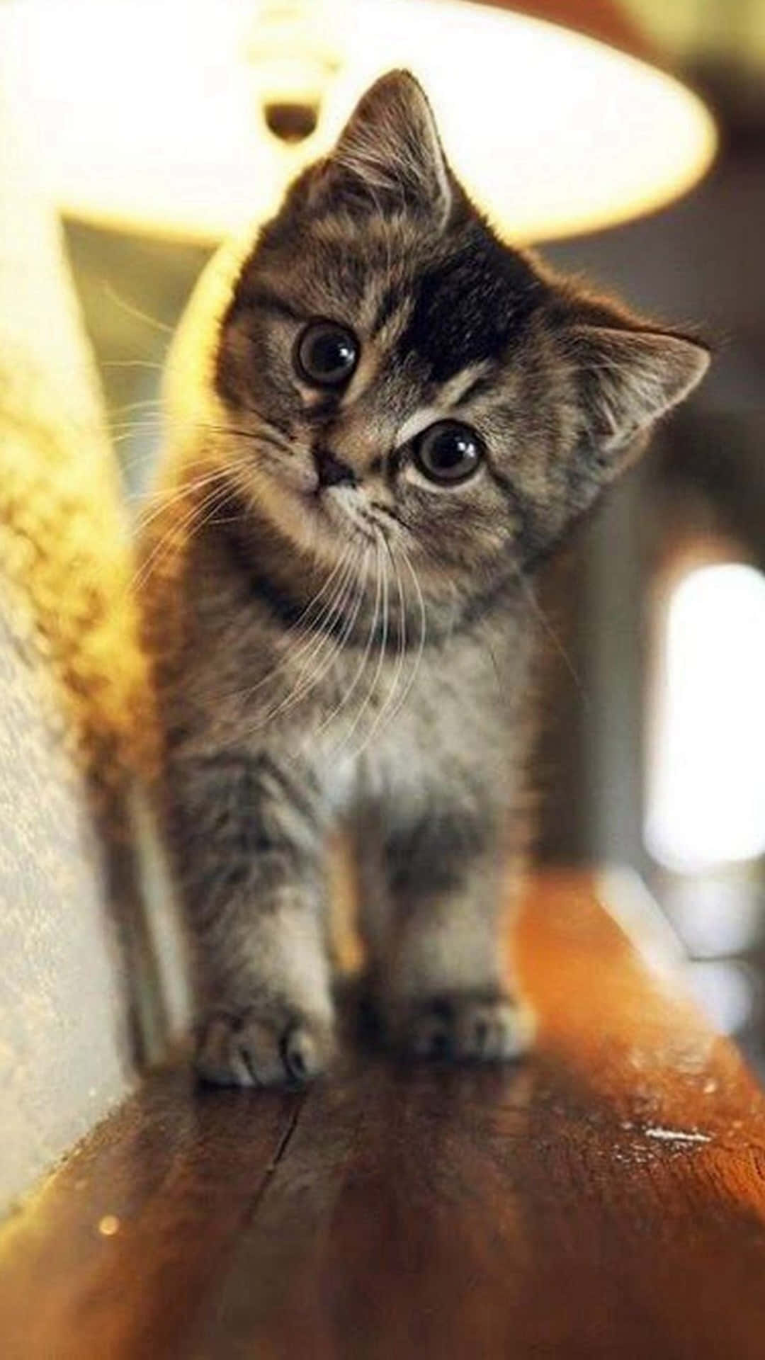 Sevimli Küçük Tekir Kedi Resmi Duvar Kağıdı