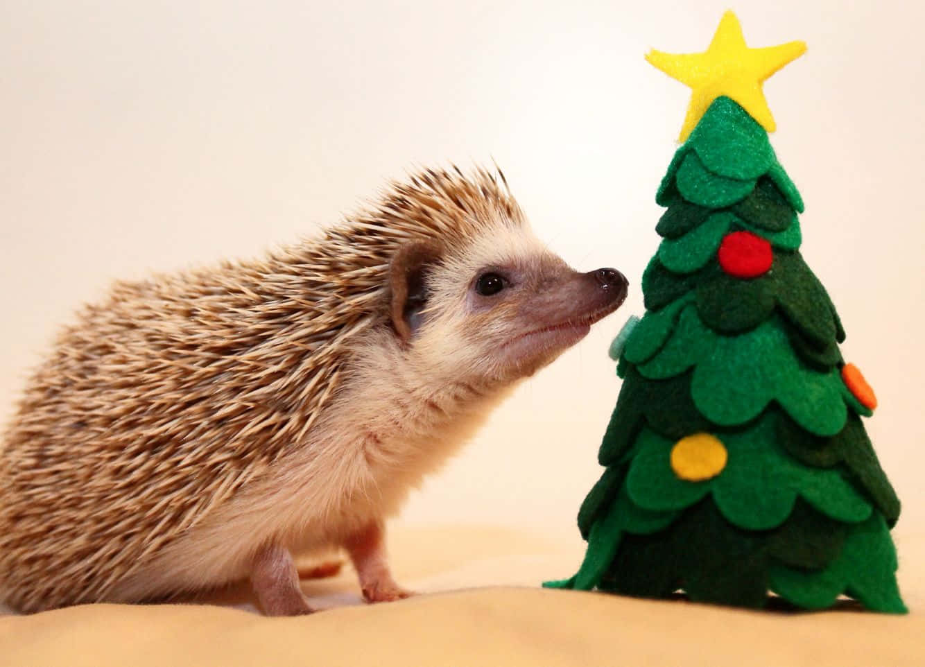 Sevimli Noel resimleri Duvar Kağıdı
