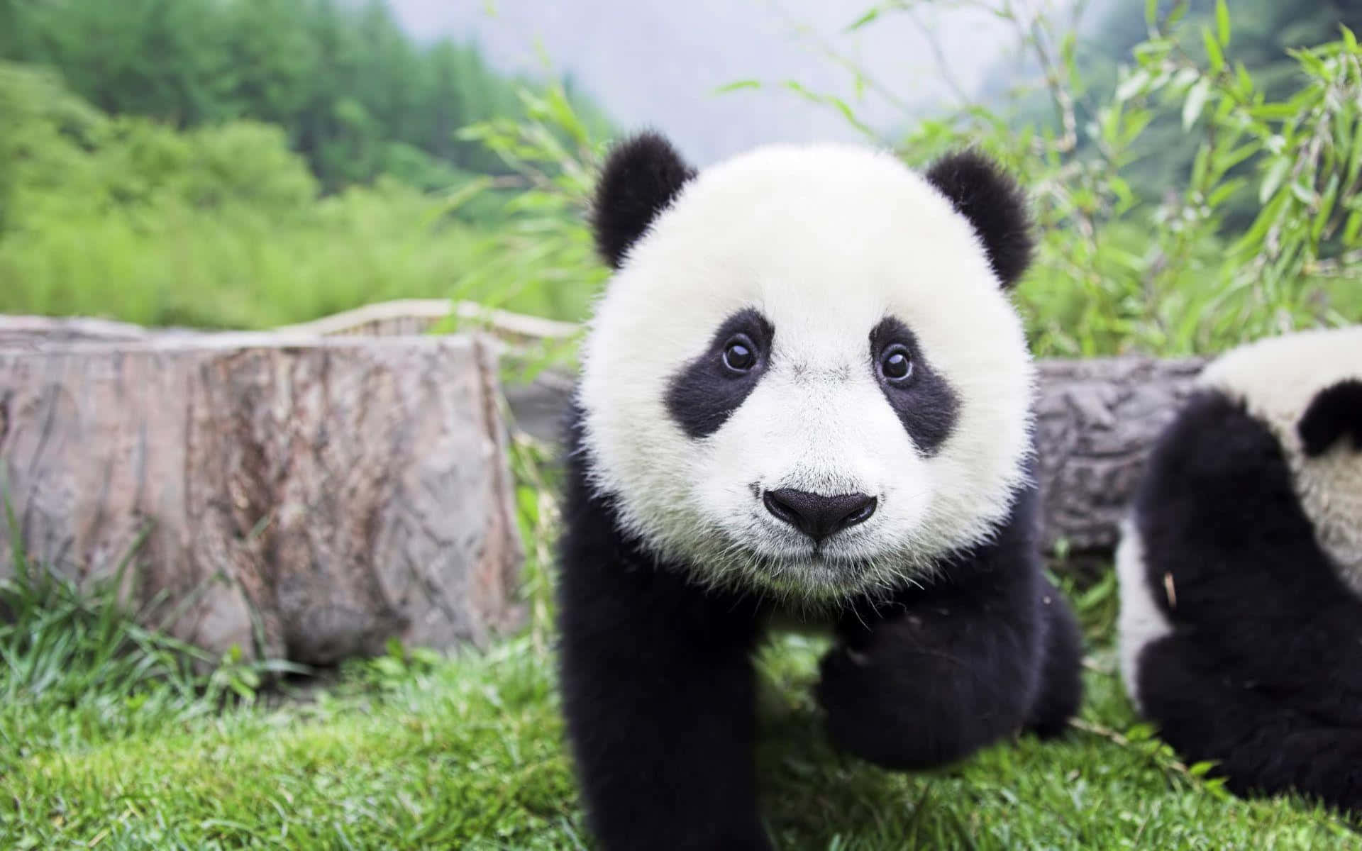Sevimli Panda Doğada Keyifli Vakit Geçiriyor Duvar Kağıdı