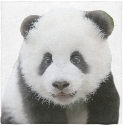 Sevimli Panda Portresi Duvar Kağıdı