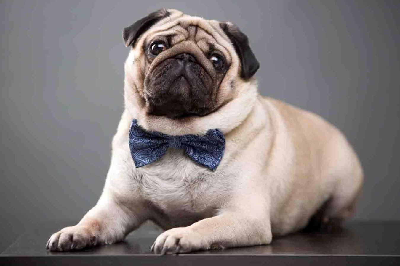 Sevimli Papyon Takan Pug Duvar Kağıdı
