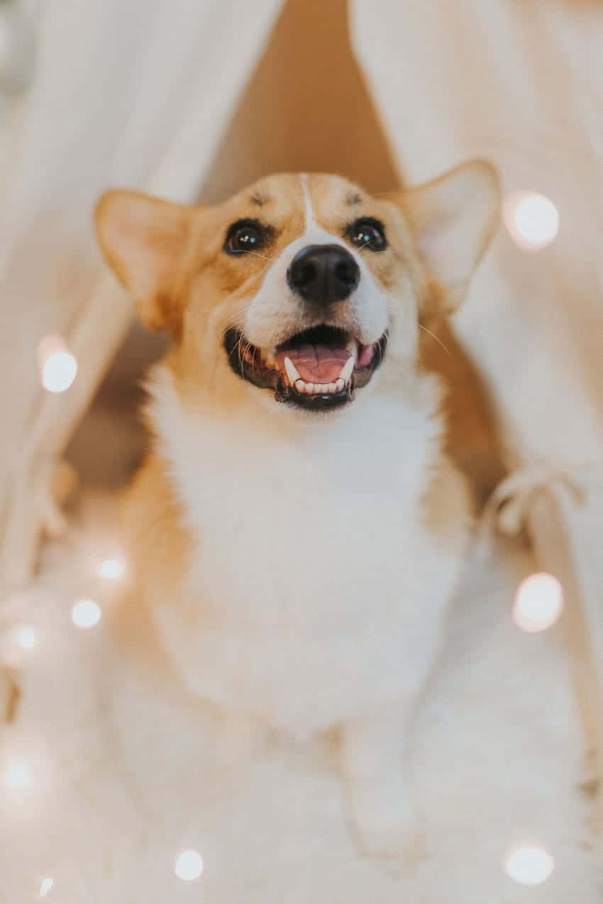 Sevimli Pembroke Welsh Corgi Cinsi Duvar Kağıdı