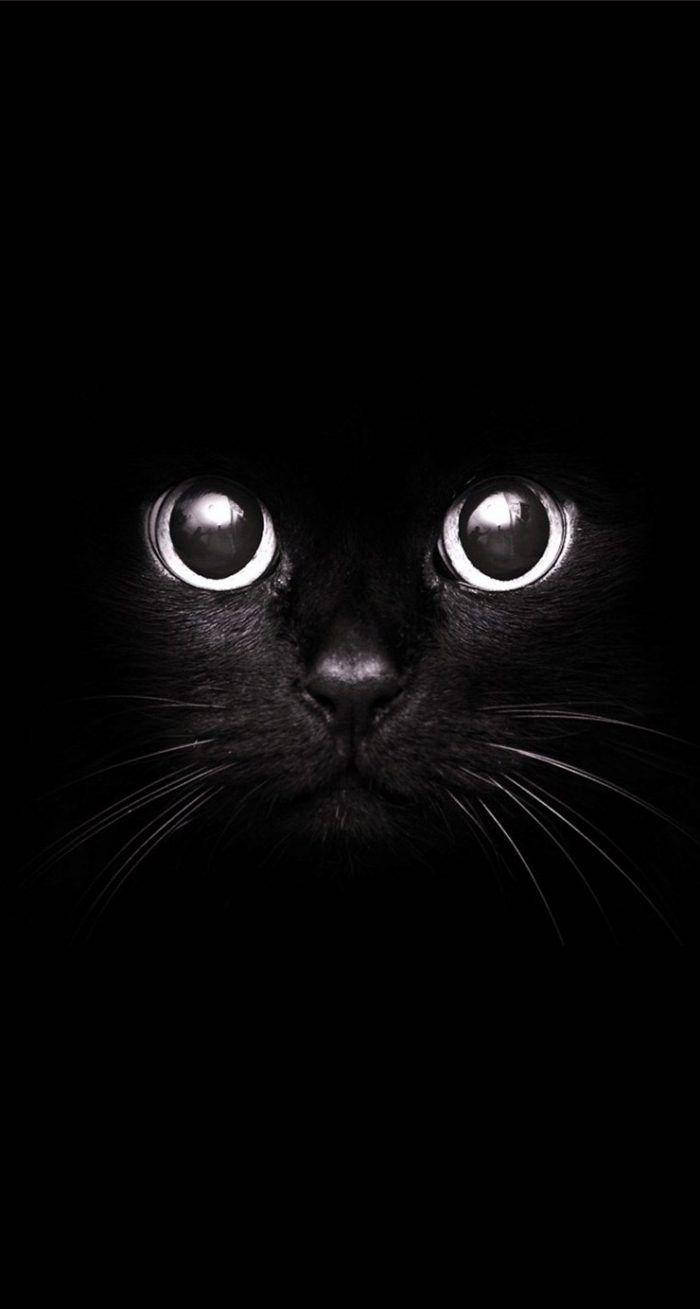 Sevimli Siyah Beyaz Estetik Siyah Kedi Duvar Kağıdı