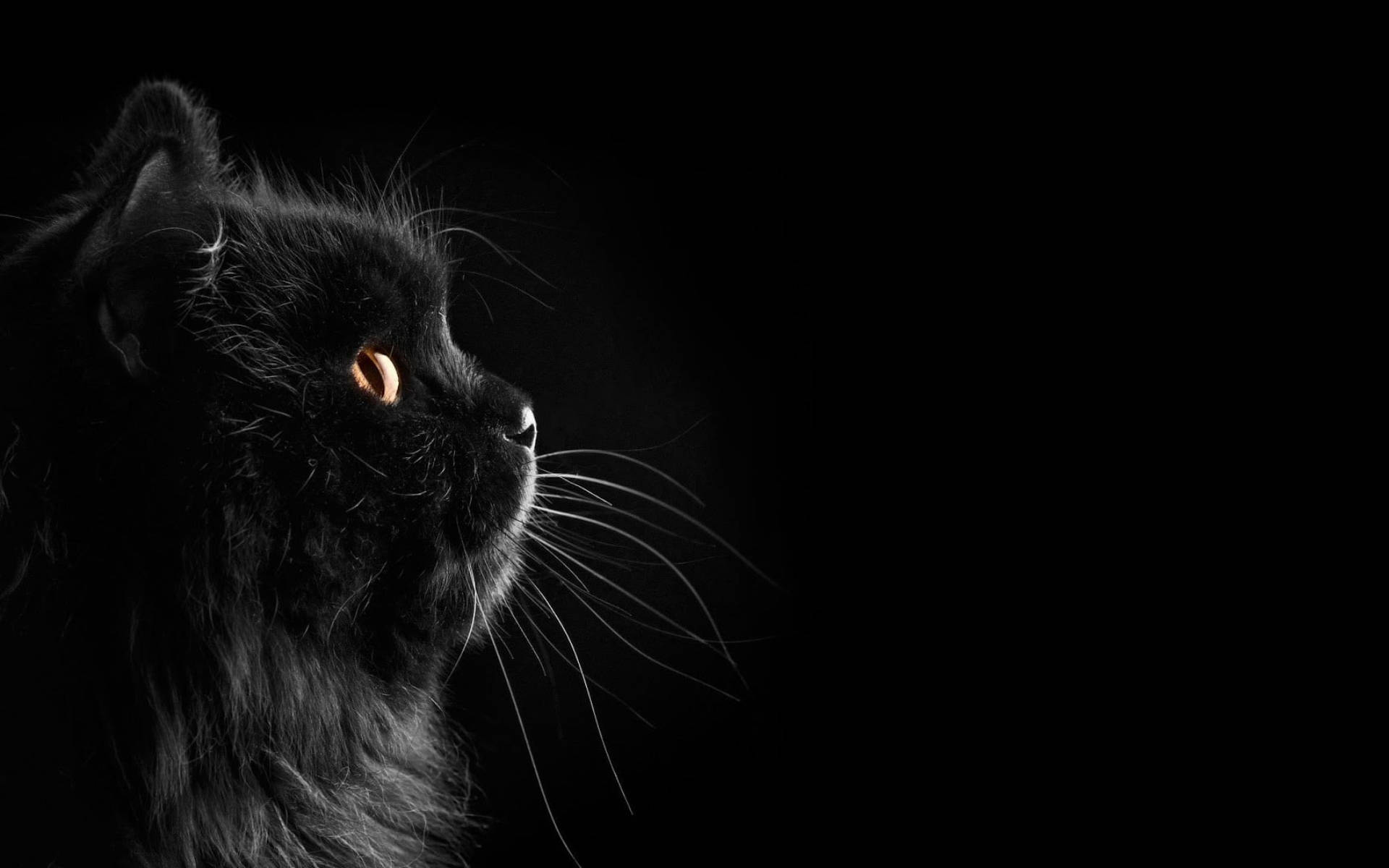Sevimli Siyah Kedi Bıyıkları Duvar Kağıdı