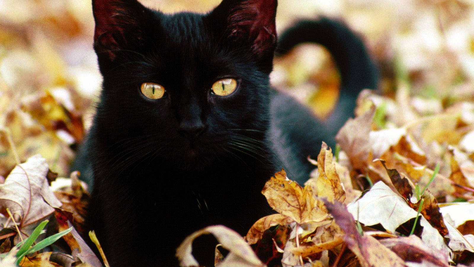 Sevimli Siyah Kedi Uzanmış Duvar Kağıdı