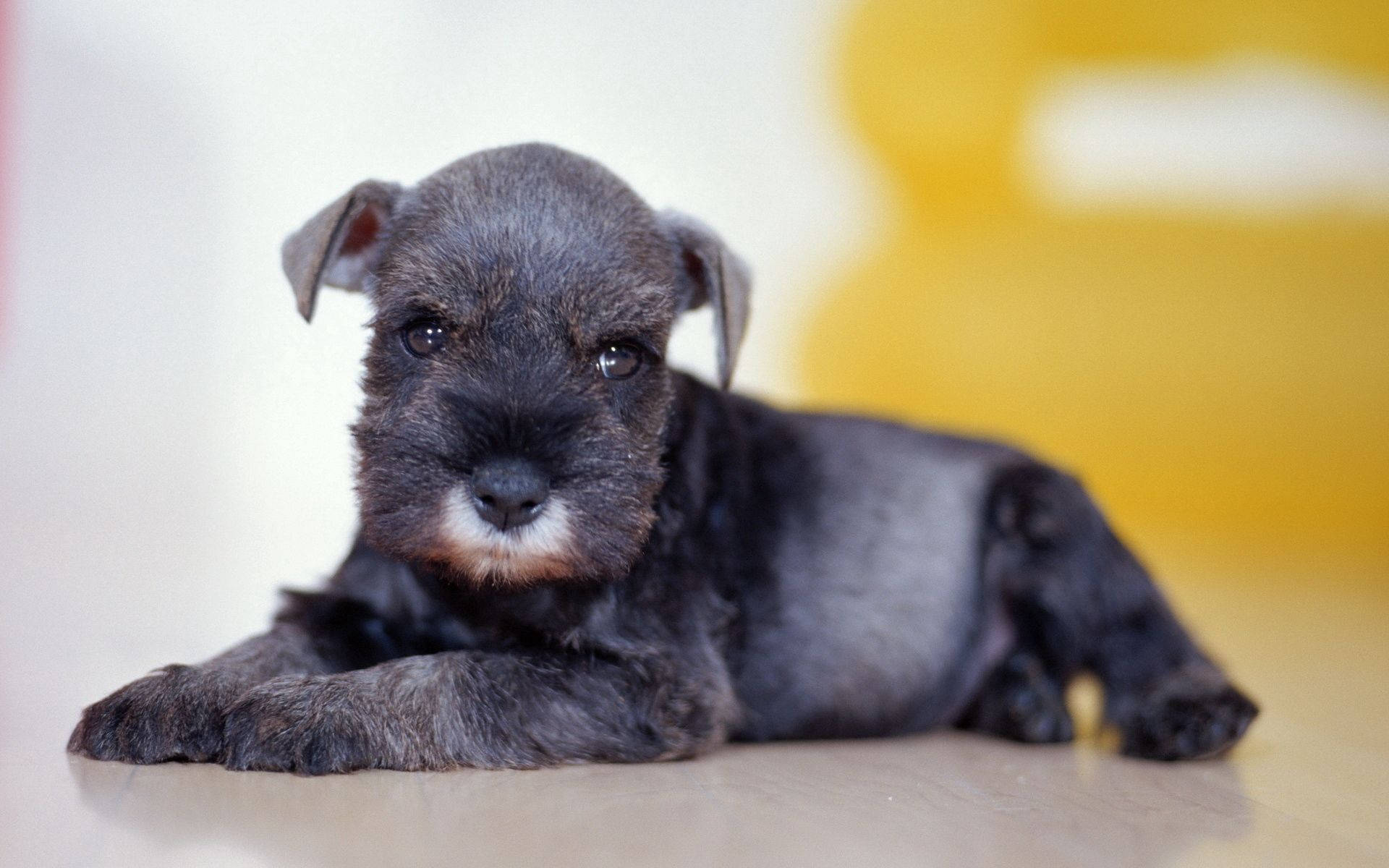 Sevimli Siyah Köpek Yavrusu Hayvan Duvar Kağıdı