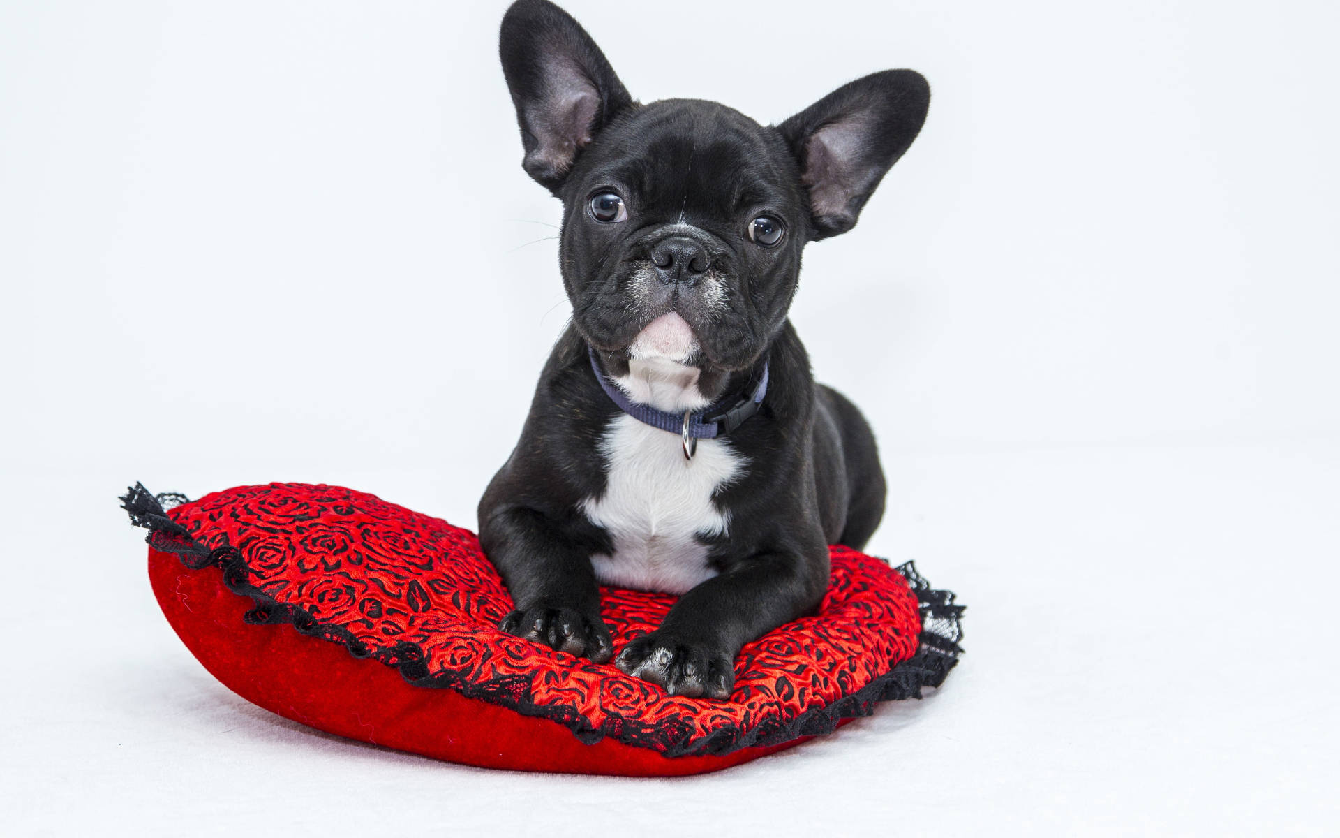 Sevimli Siyah Köpek Yavrusu Duvar Kağıdı