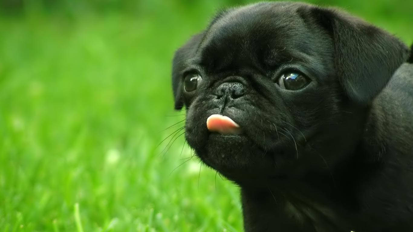 Sevimli Siyah Yavru Köpek Dili Dışarıda Duvar Kağıdı
